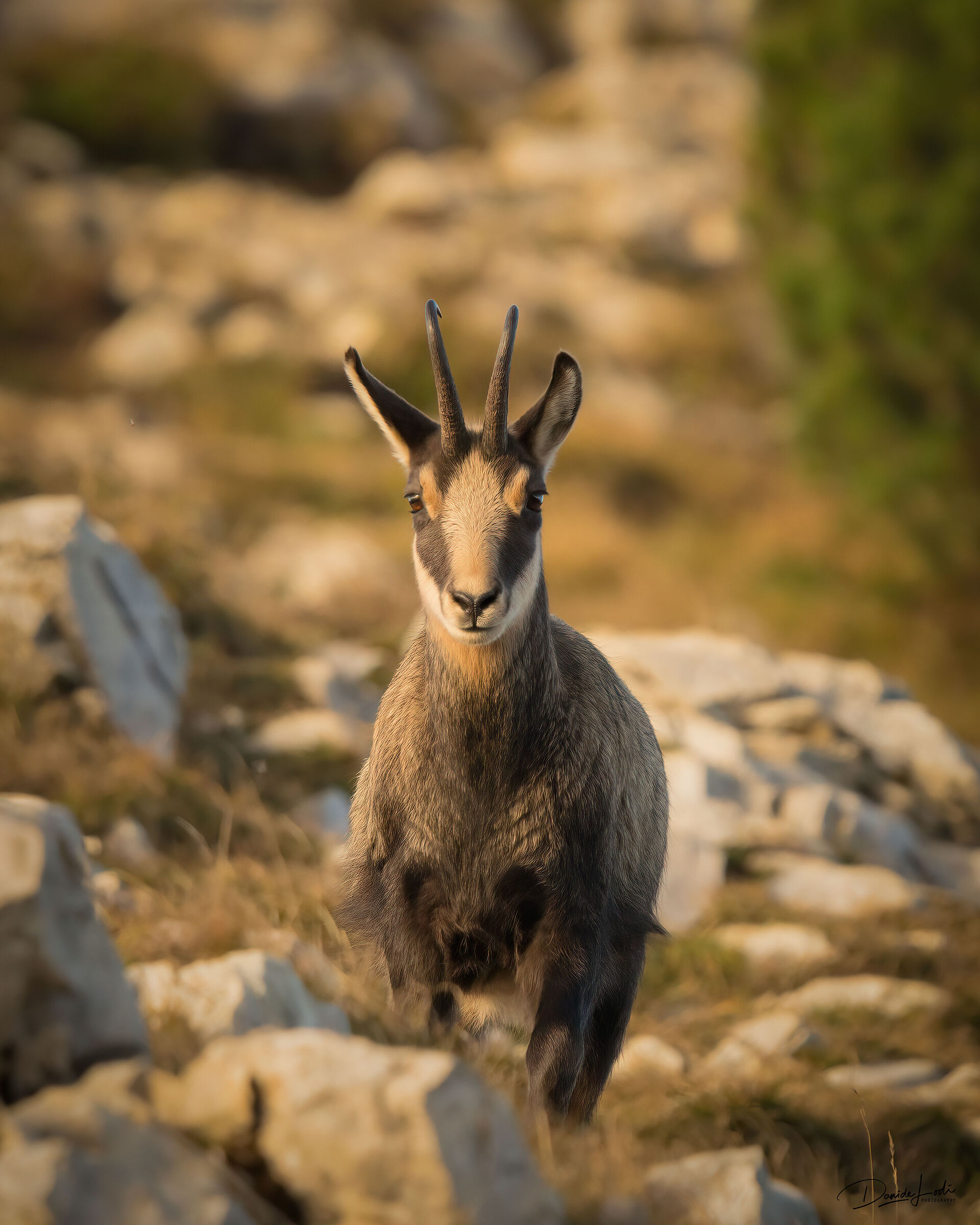 Chamois