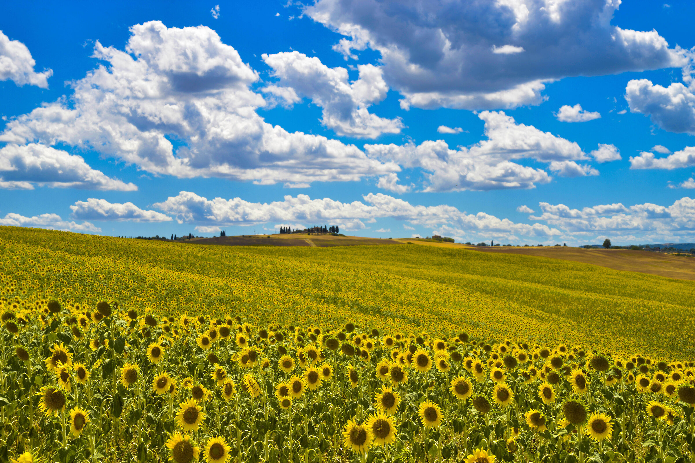 Sunflowers in Val D'Orcia