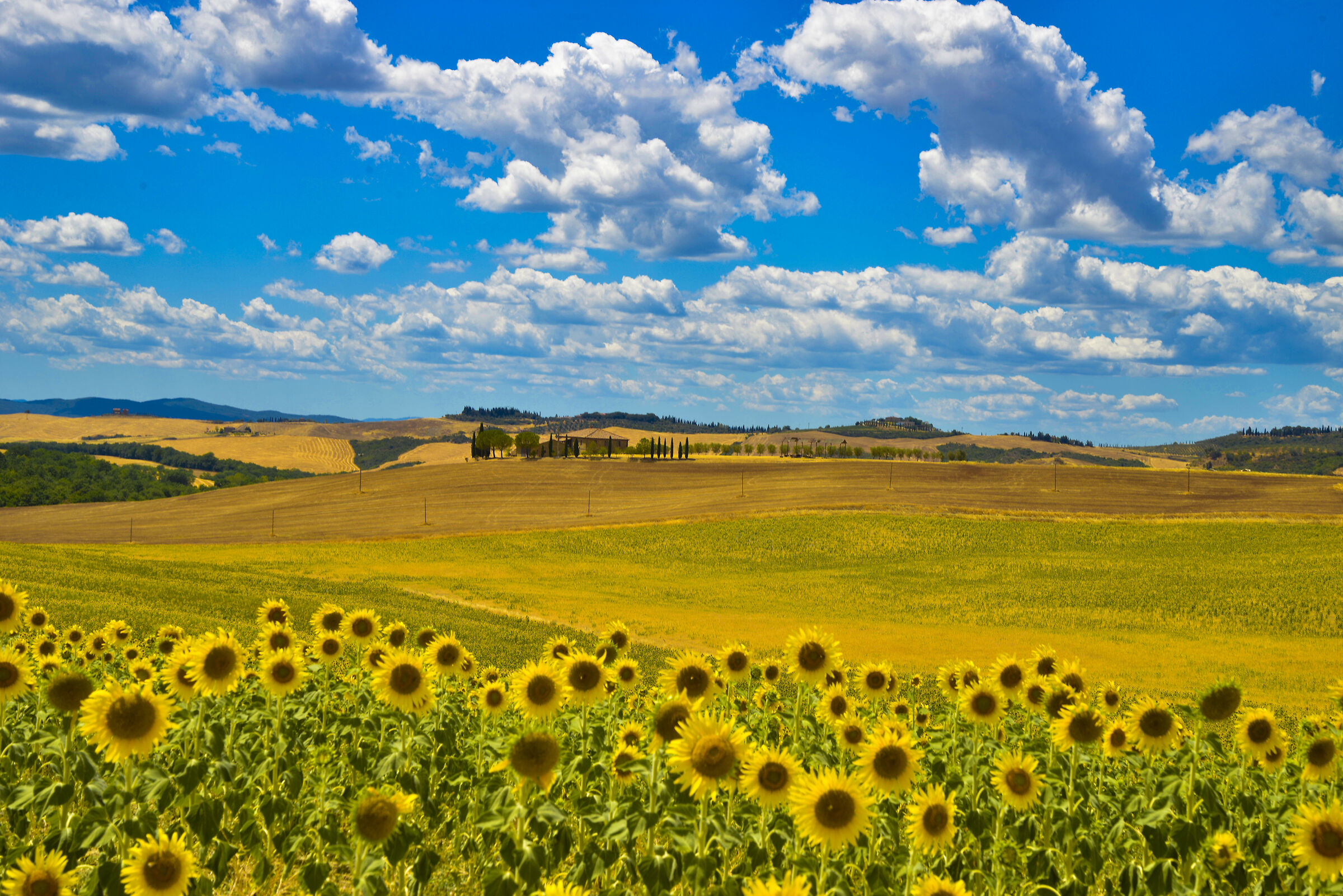 Sunflowers and hills in Val D'Orcia