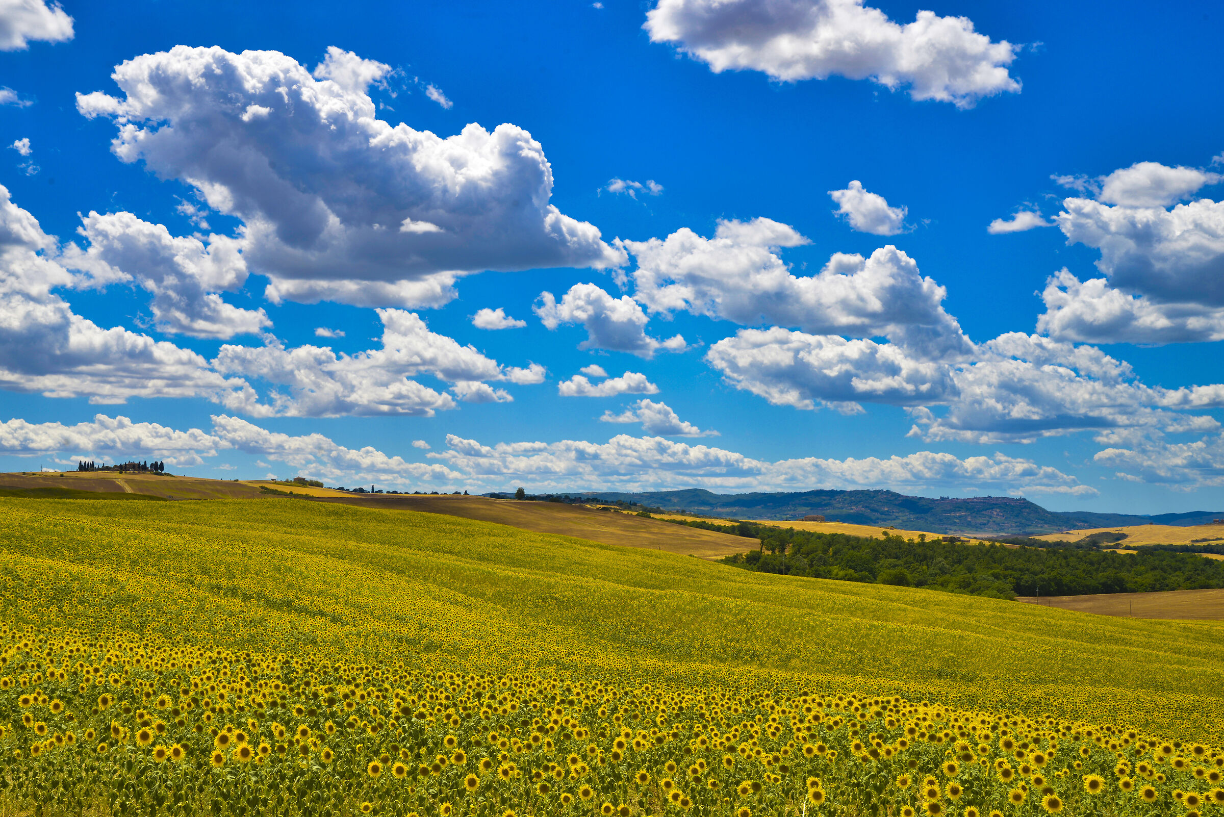 Clouds over sunflowers in Val D'Orcia