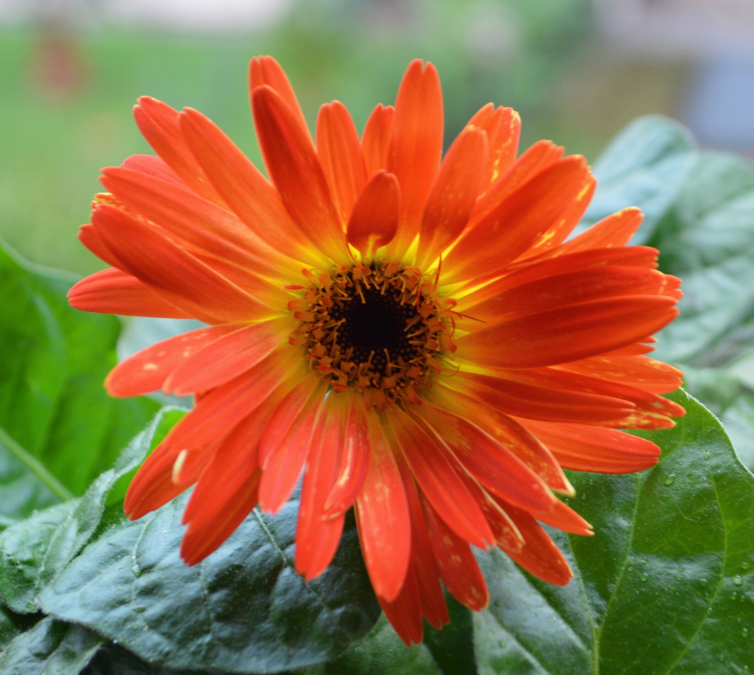 Gerbera d'autunno