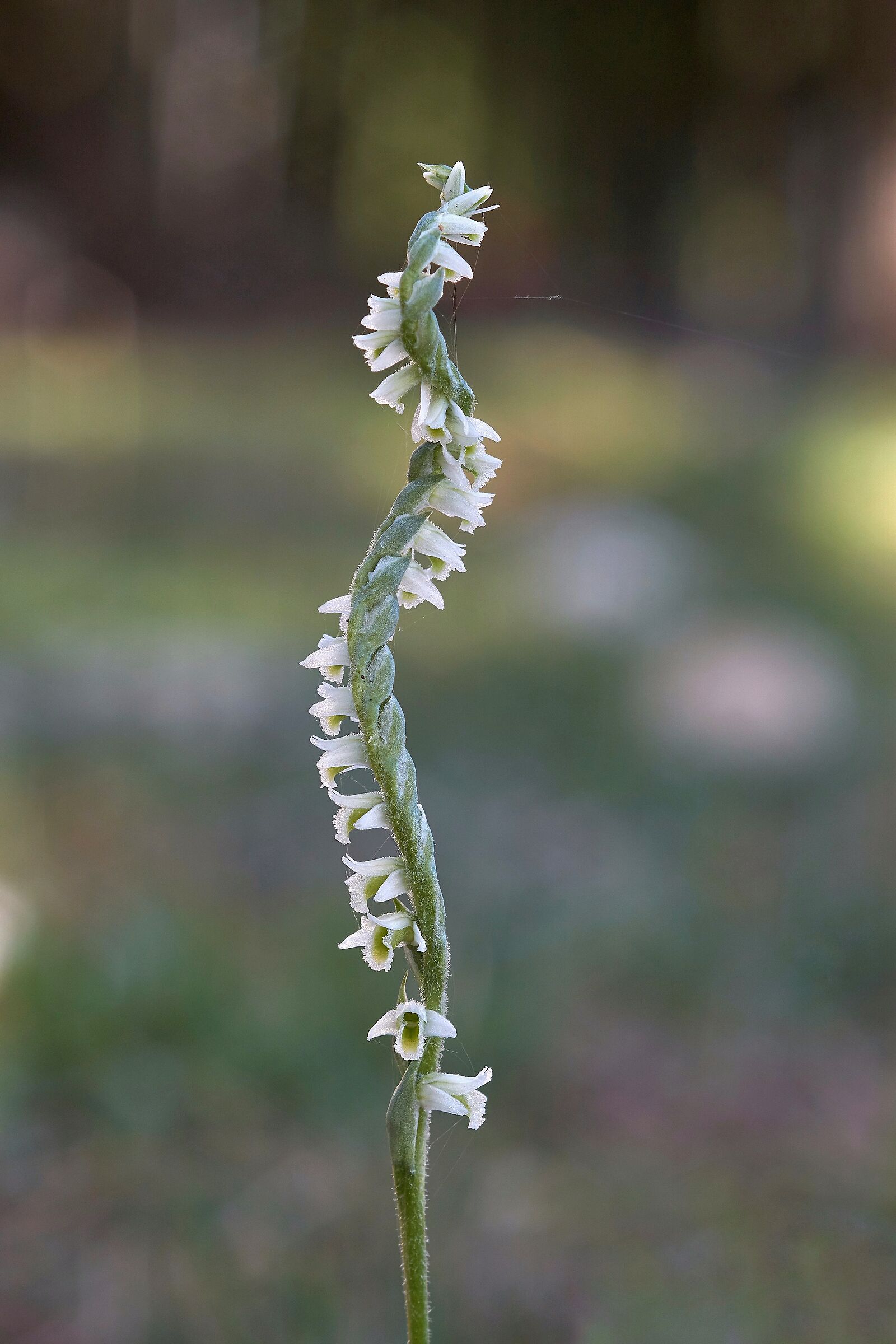 Spiranthes spiralis