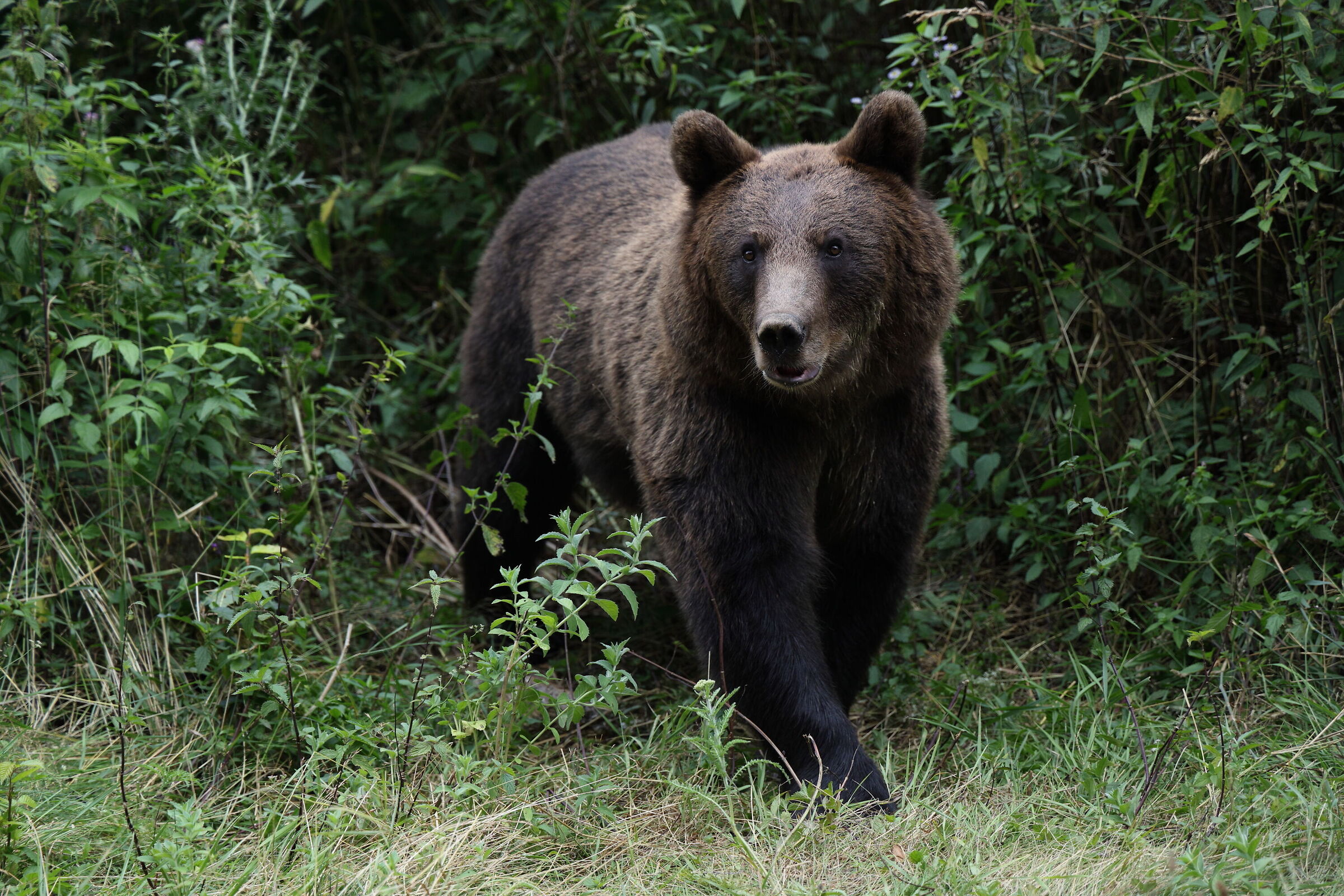 Orso sul ciglio della strada, Transfagarasan