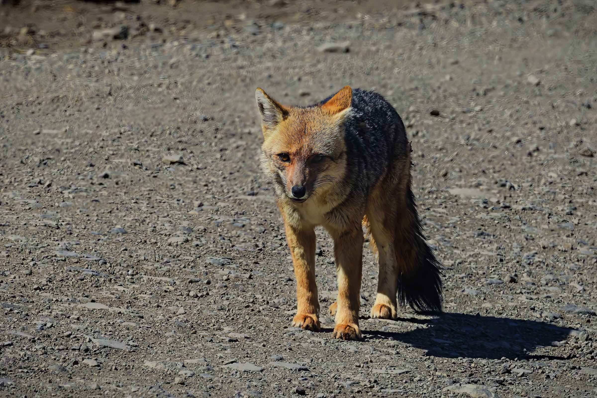 Lycalopex culpaeus