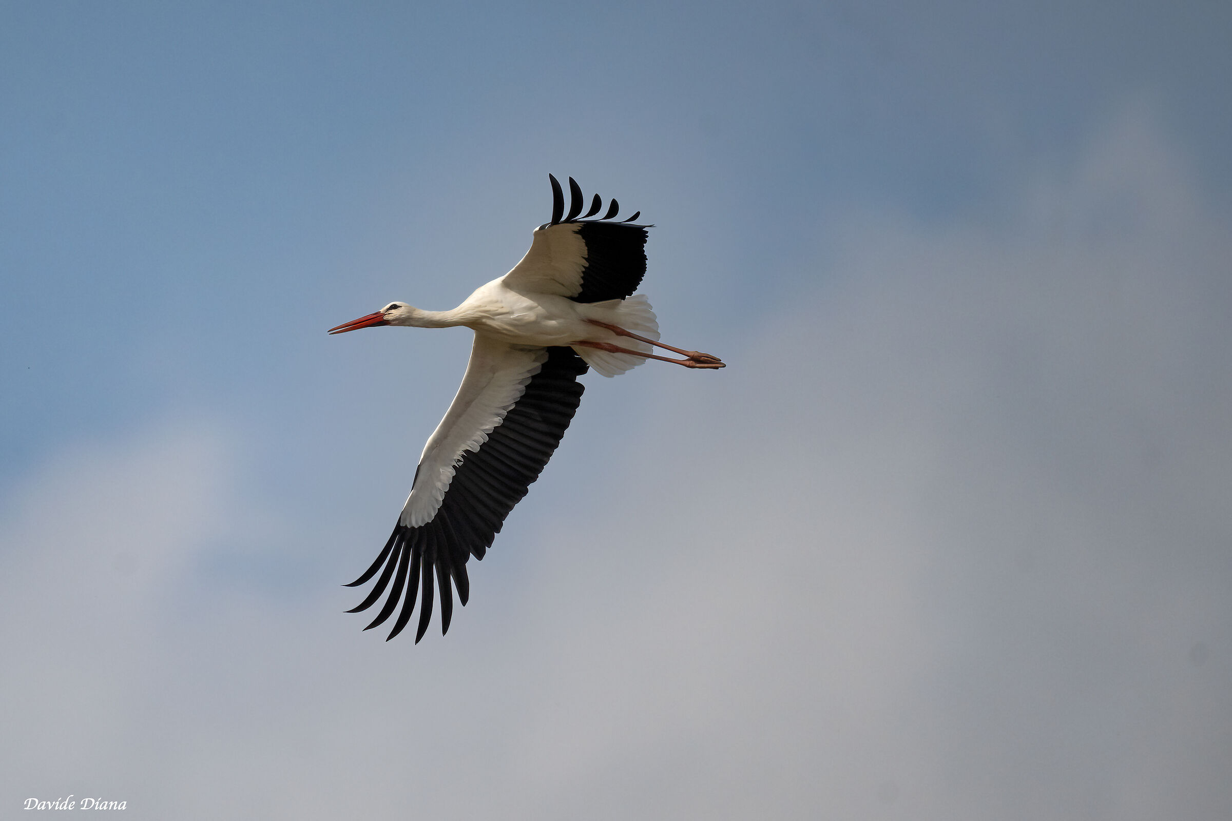 White stork