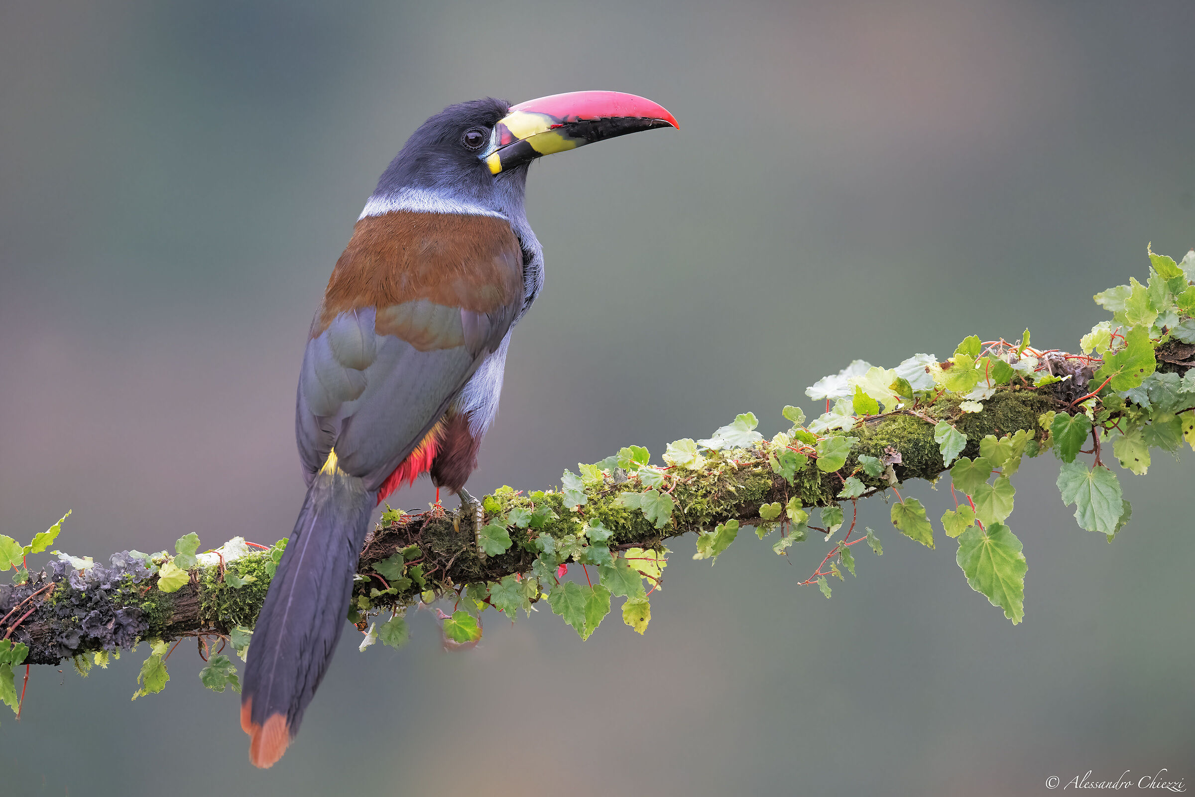 Greybreast in the mist