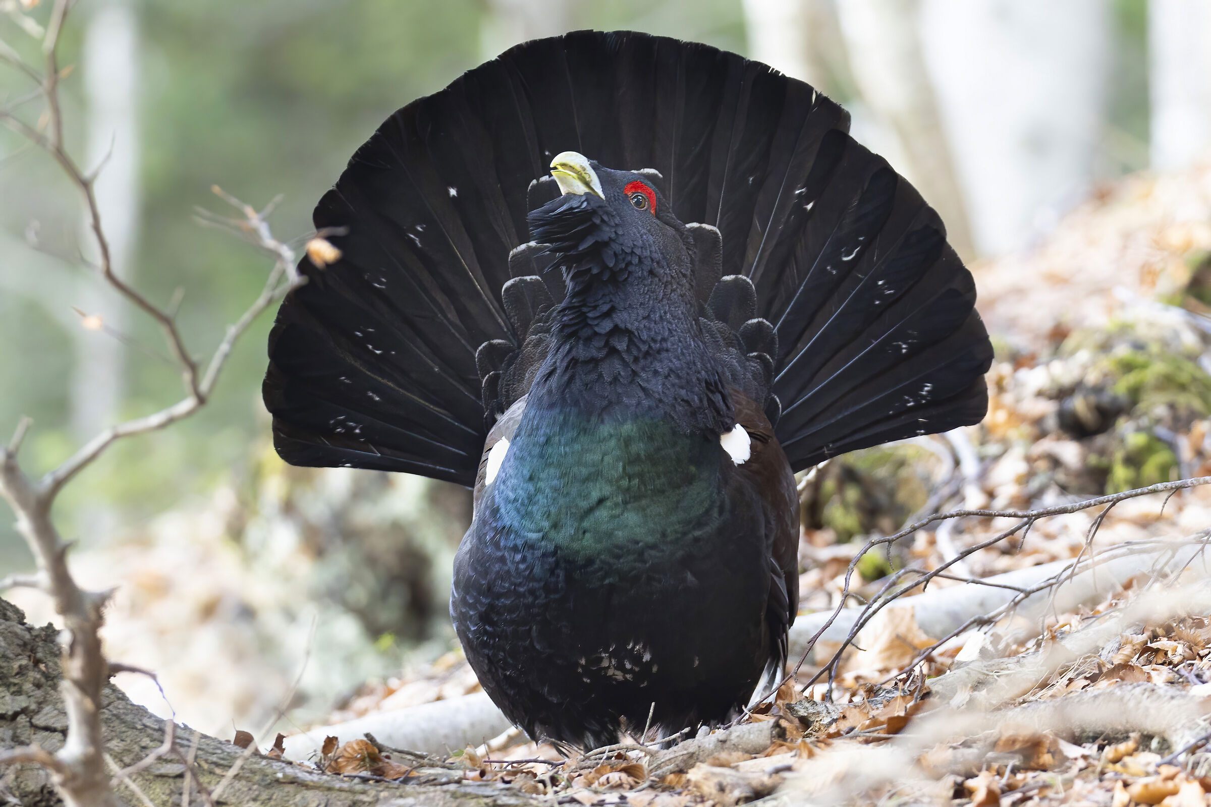 gallo cedrone bosco autunnale