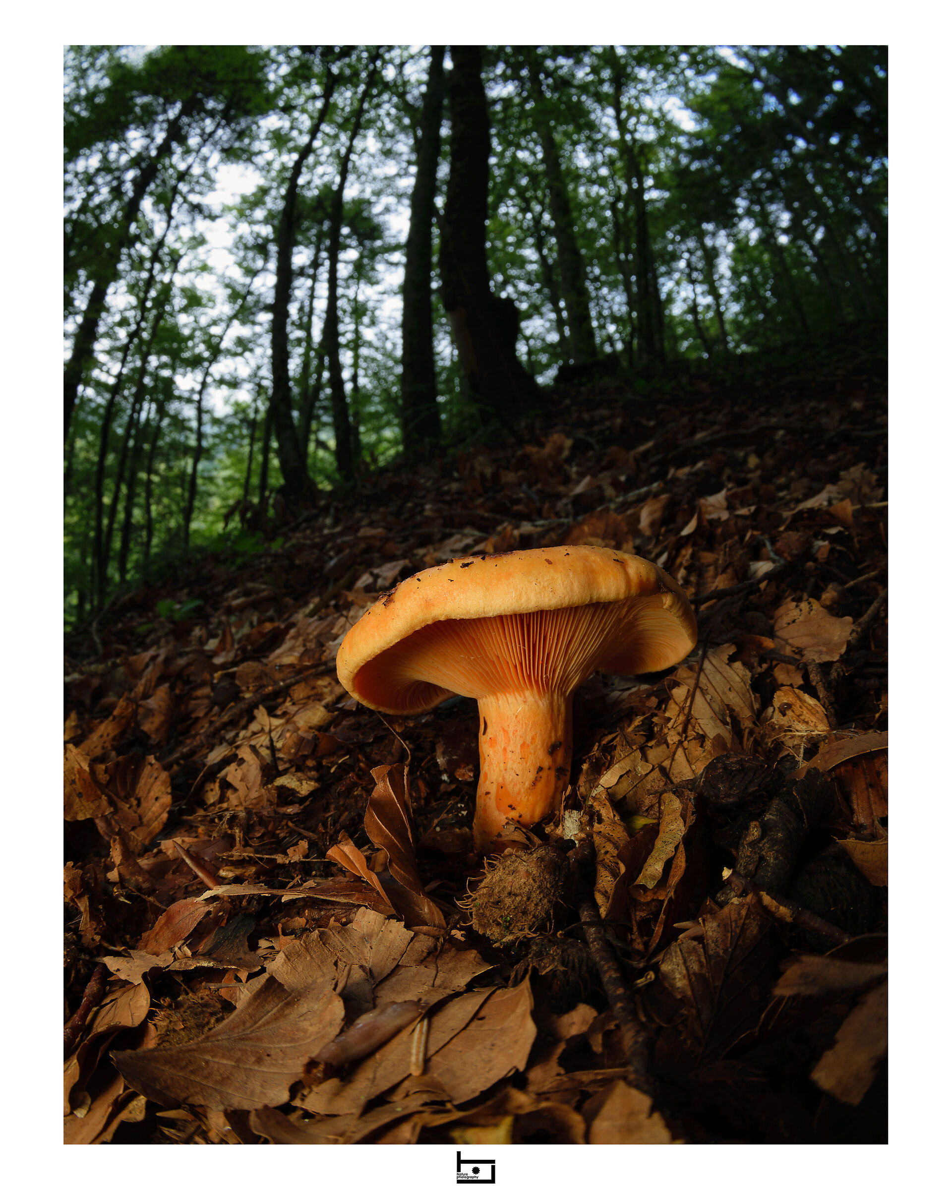 Immersi nel bosco - 2