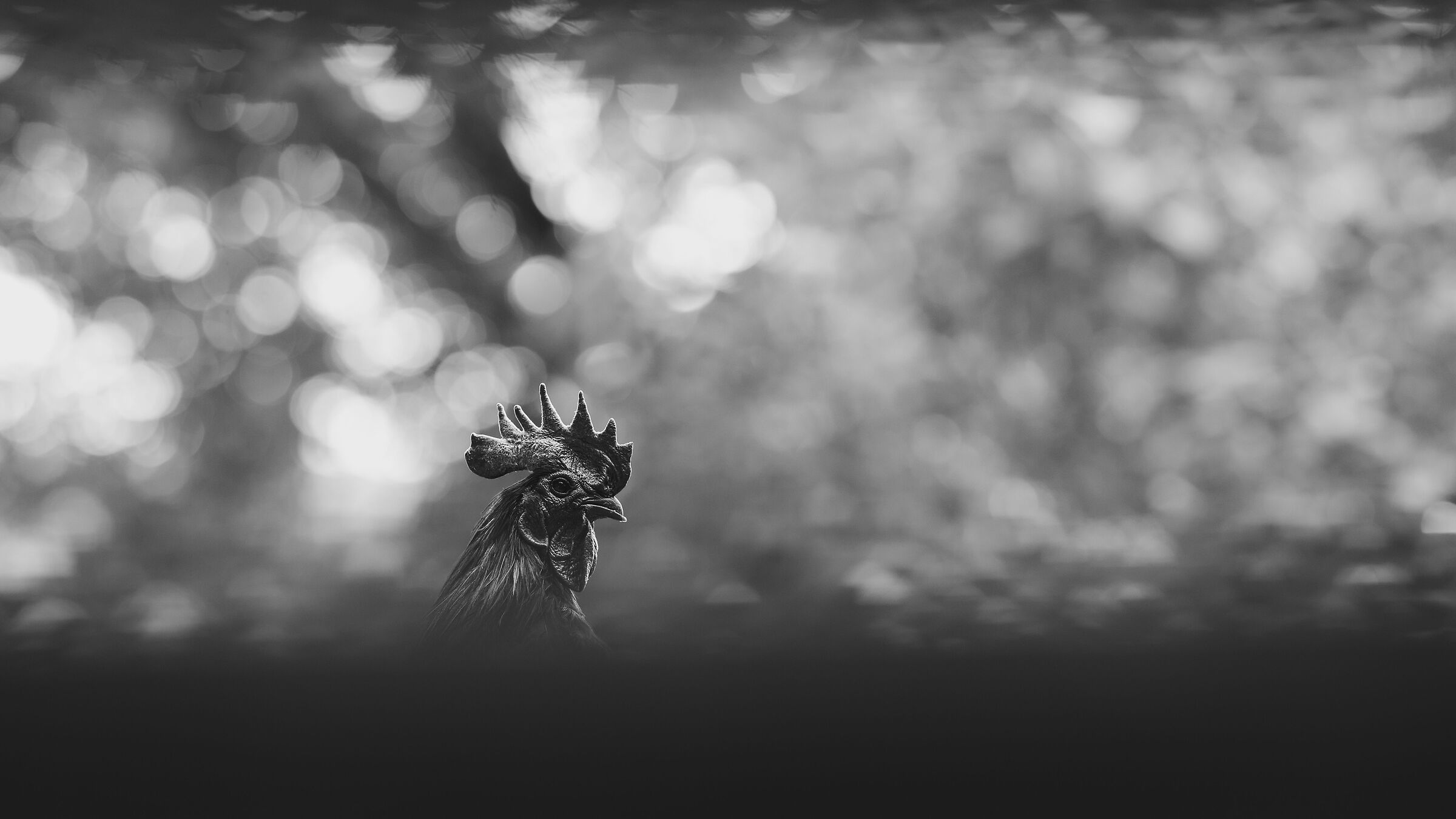 Ayam Cemani - Indonesian Black Rooster