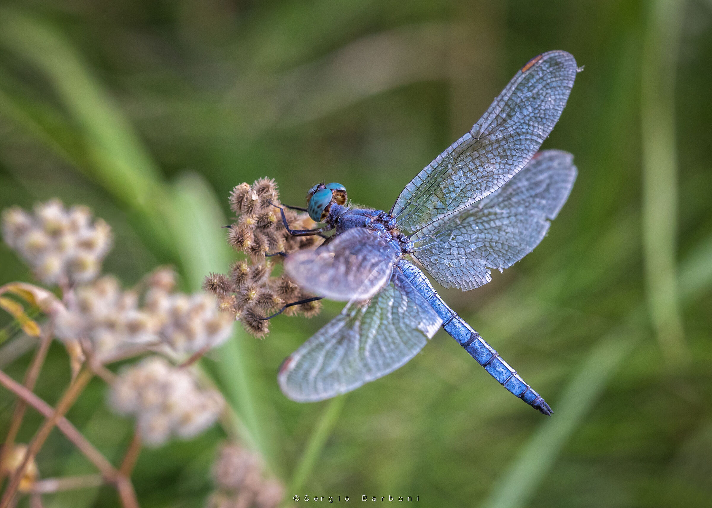Dragonfly