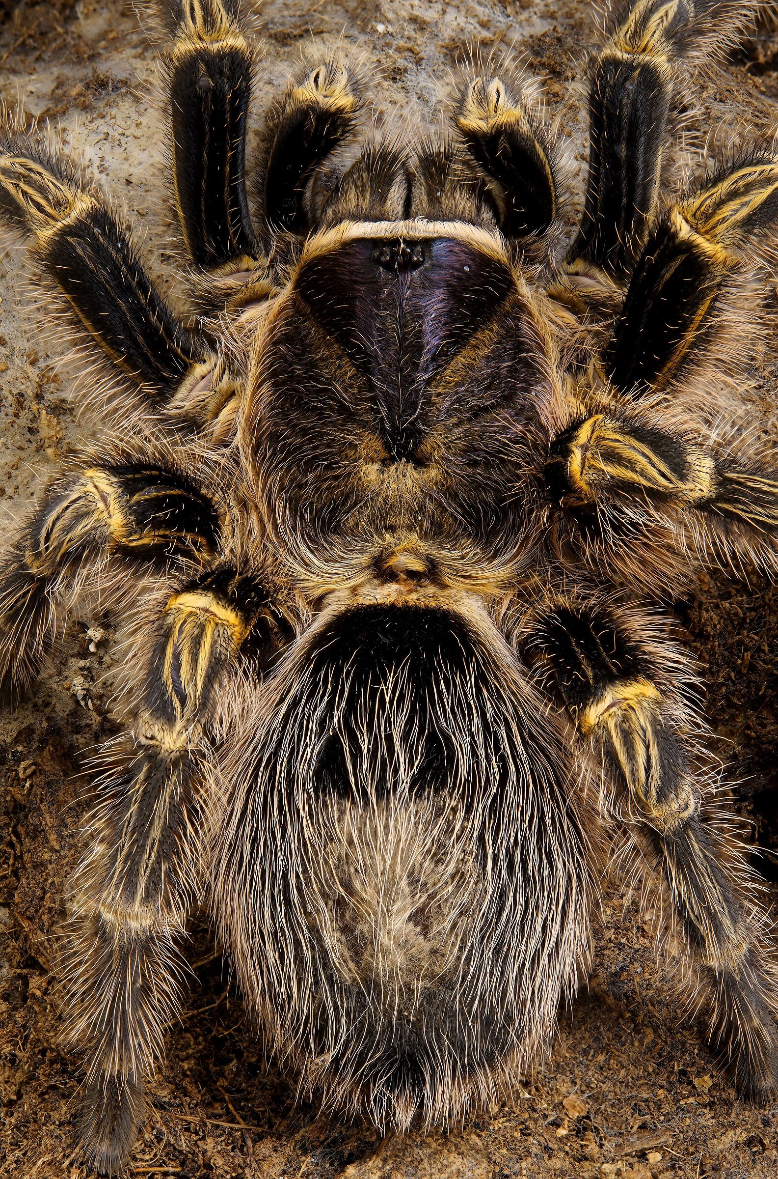 Gramostola pulchripes