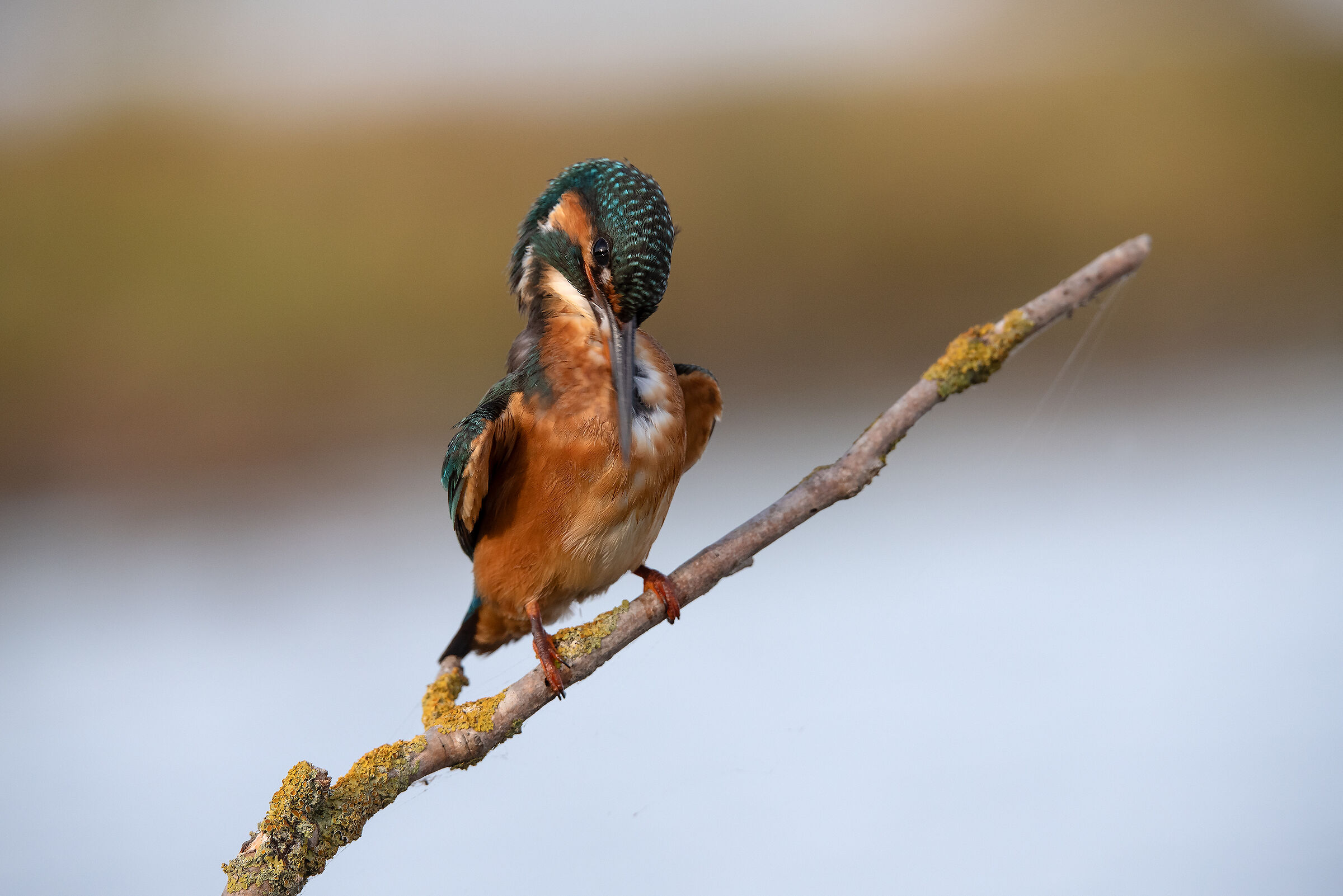 Kingfisher
