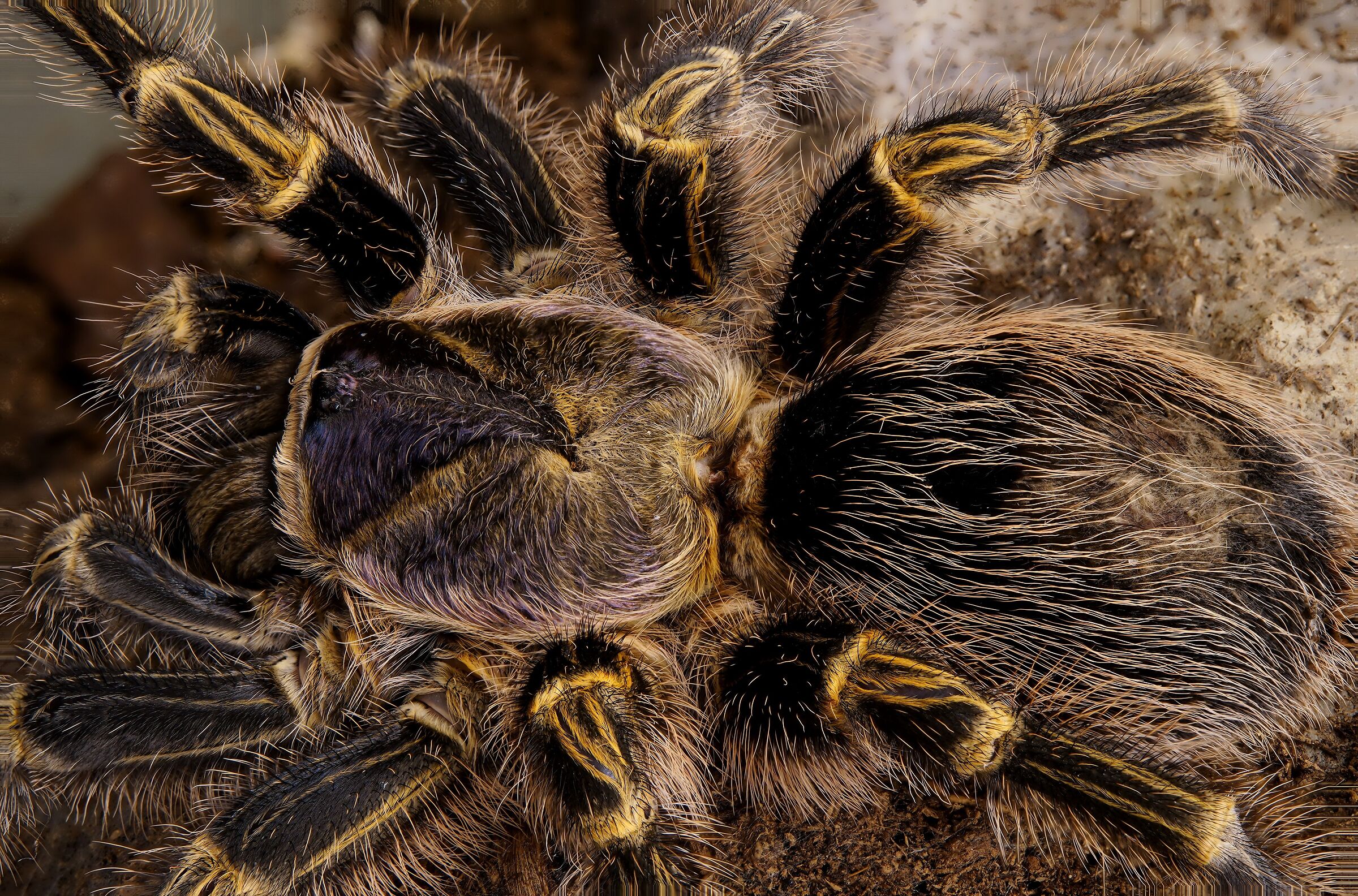 Gramostola pulchripes