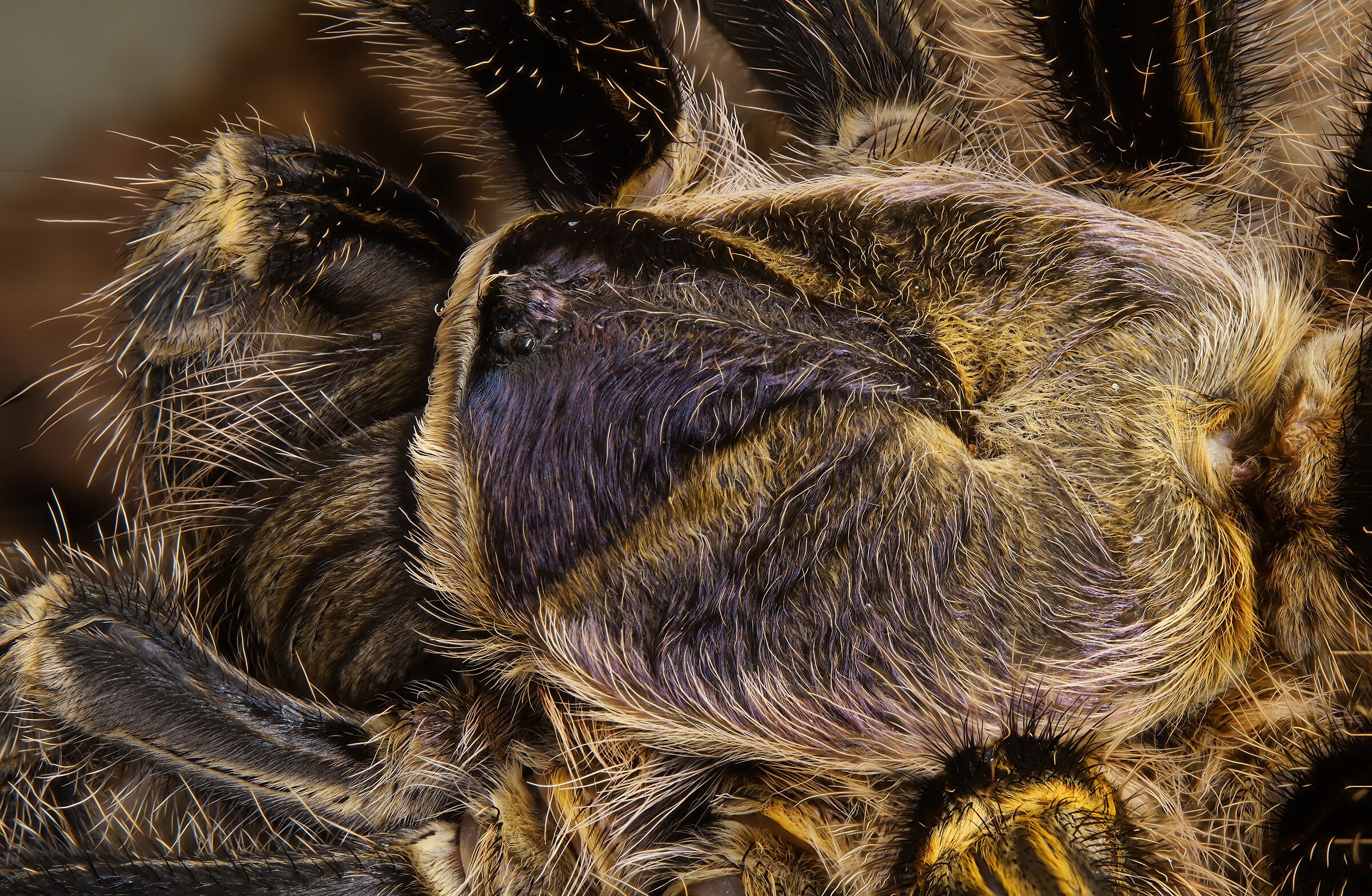 Gramostola pulchripes