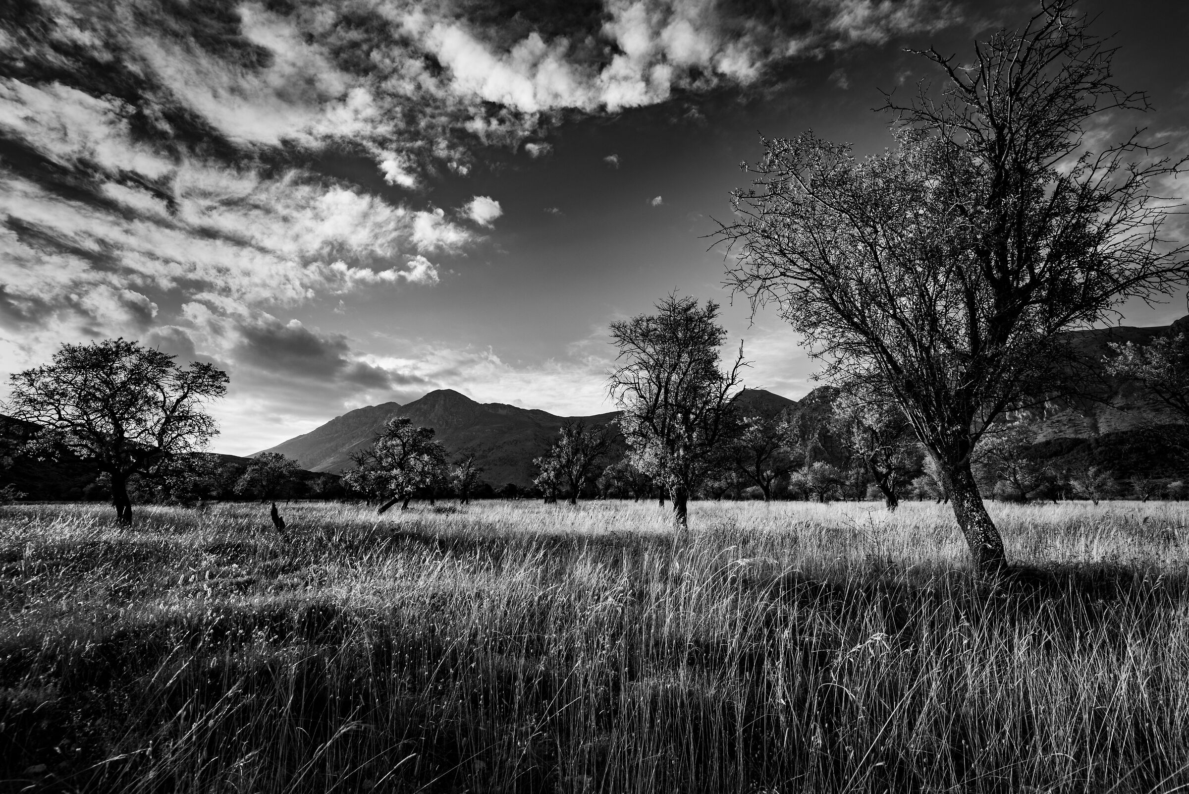 Forms of Massa D'Albe