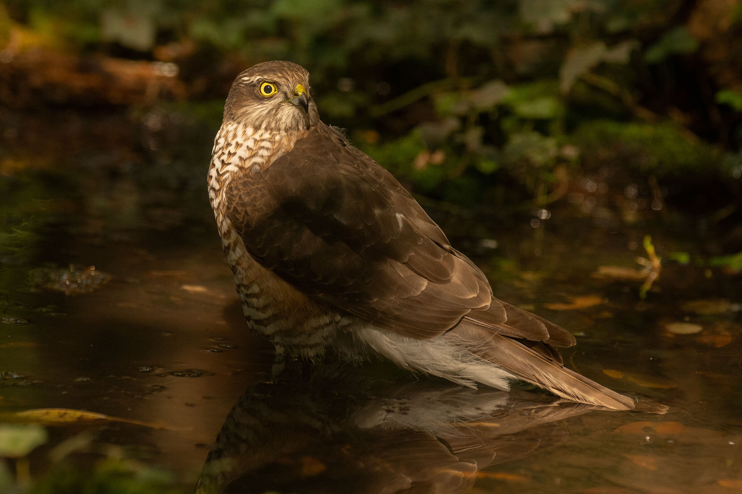 Sparrowhawk