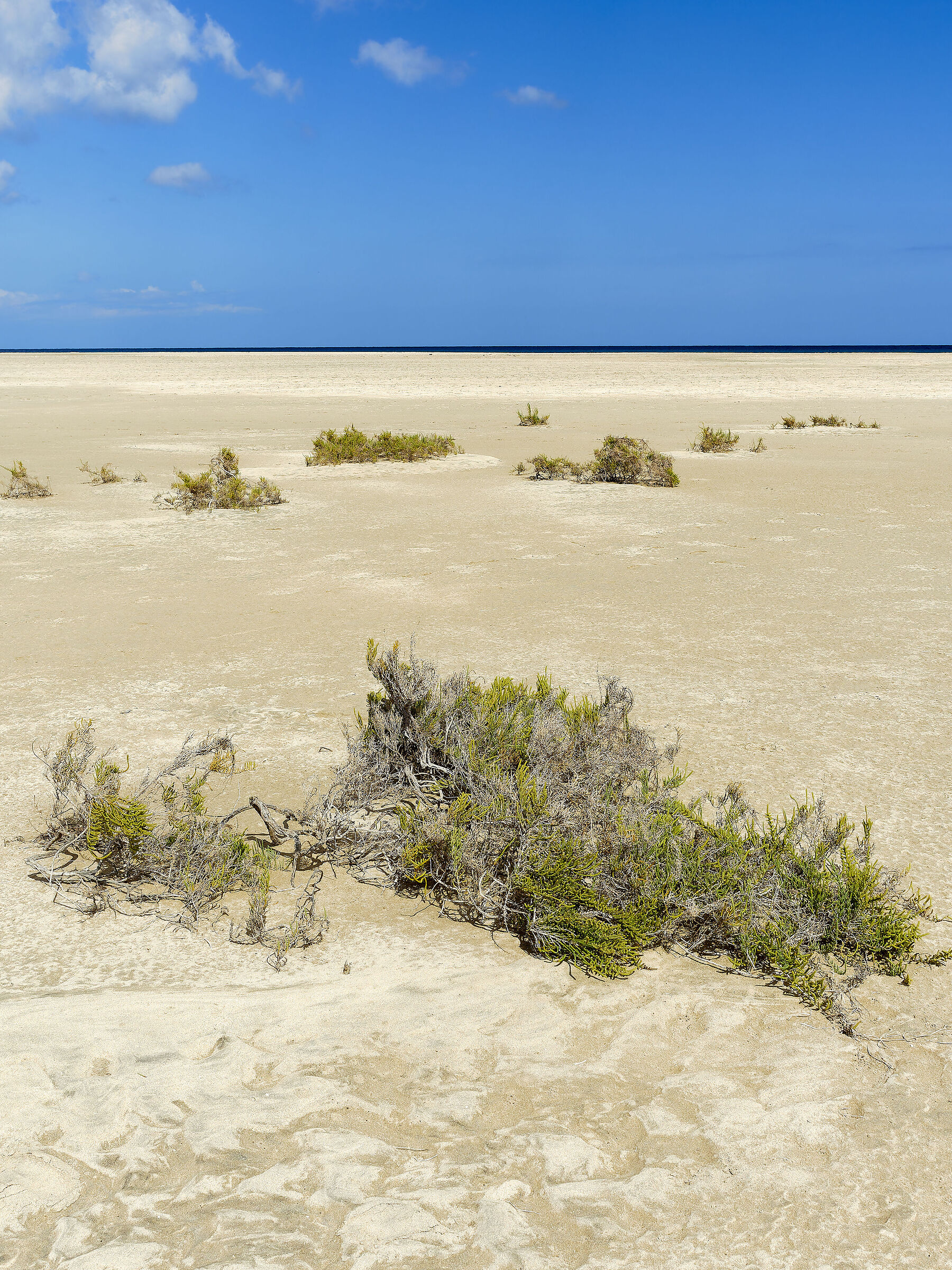 Fuerteventura XII