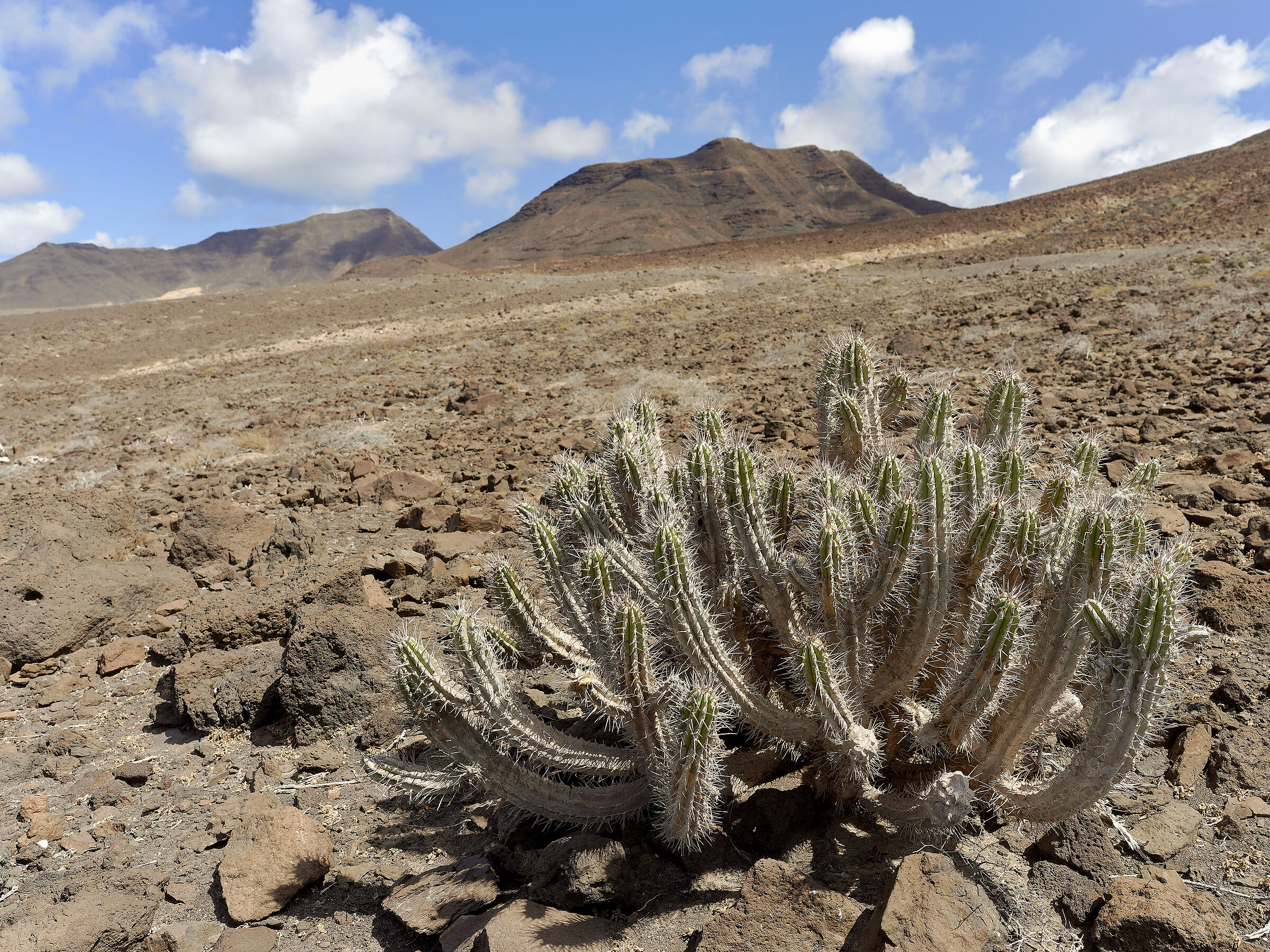 Fuerteventura XIV