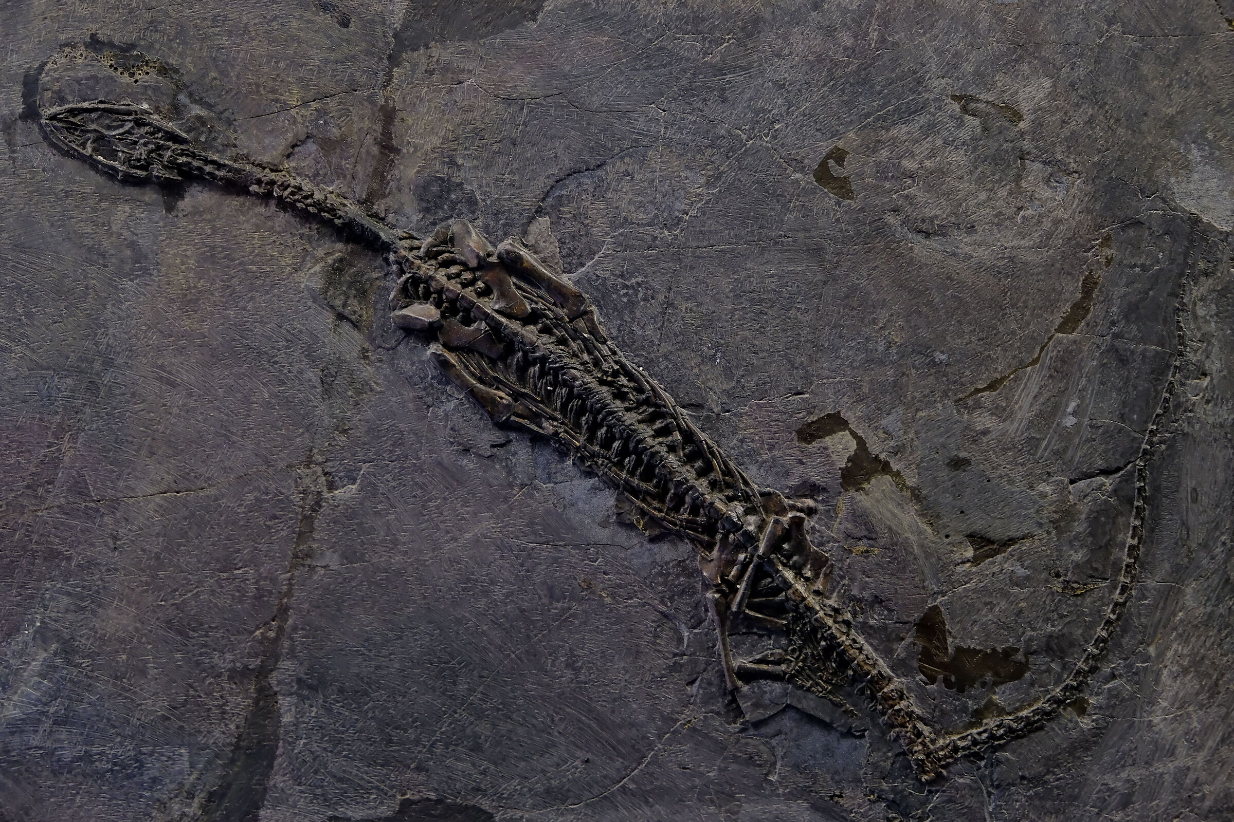 Neusticosaurus