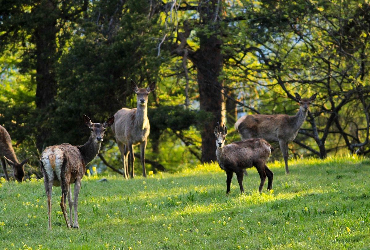 Deer and Chamois
