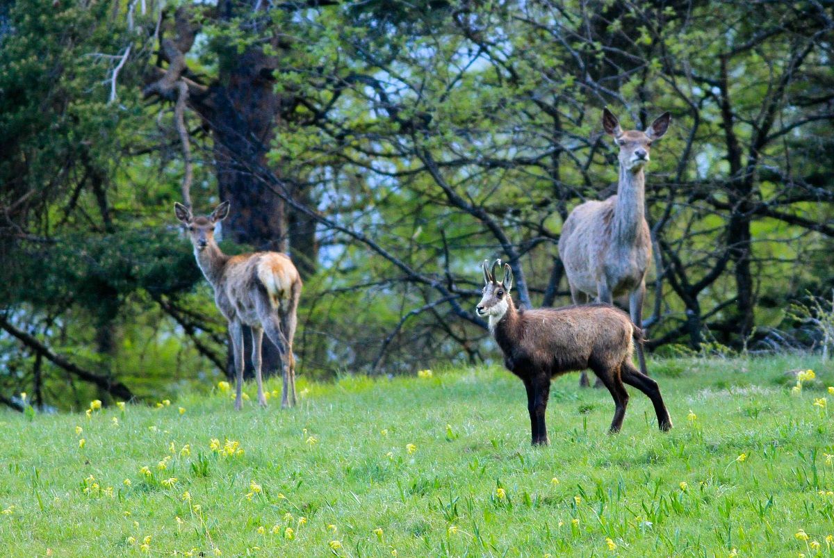 Deer and Chamois