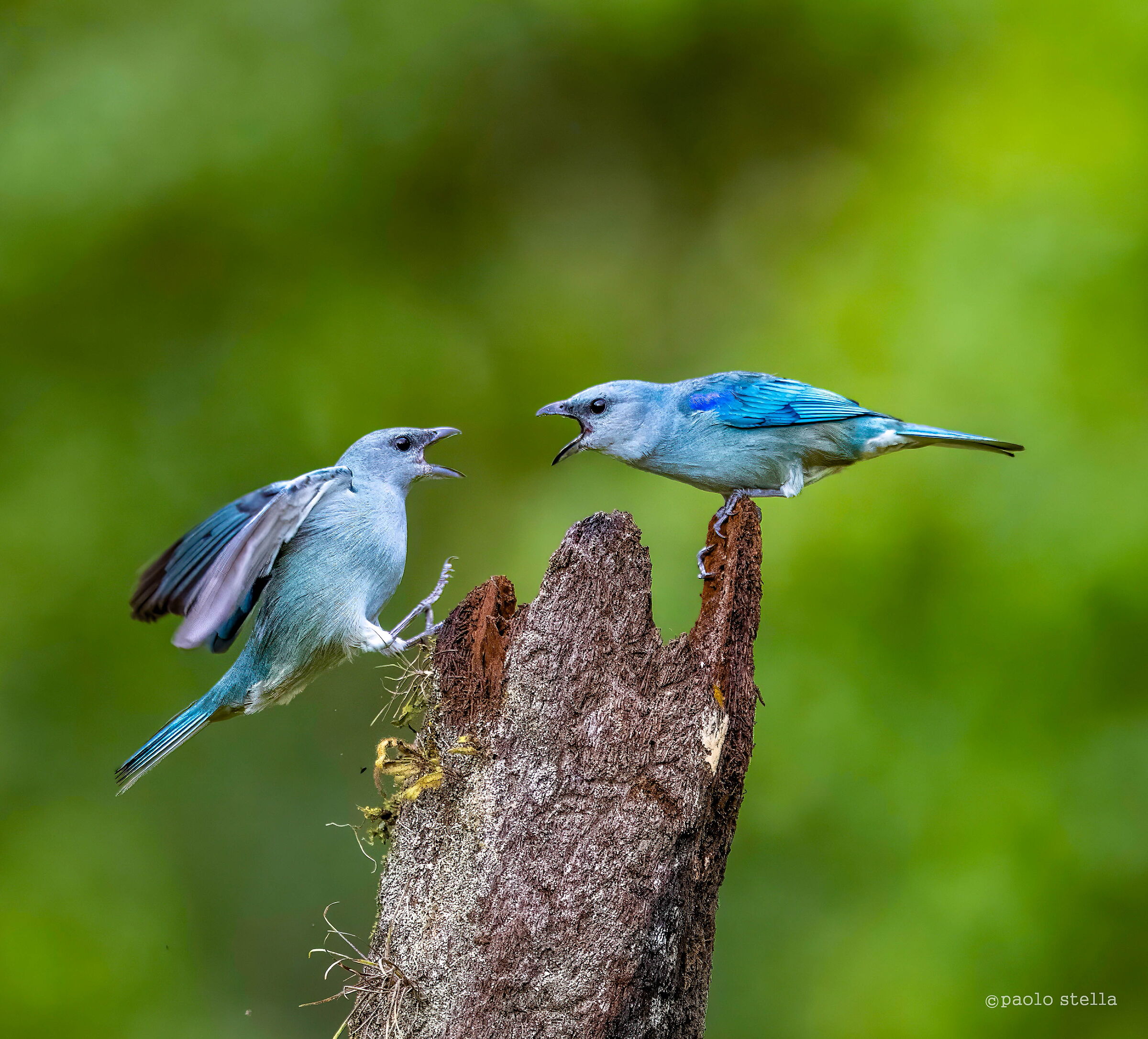 Tangara Azuleja's Fight