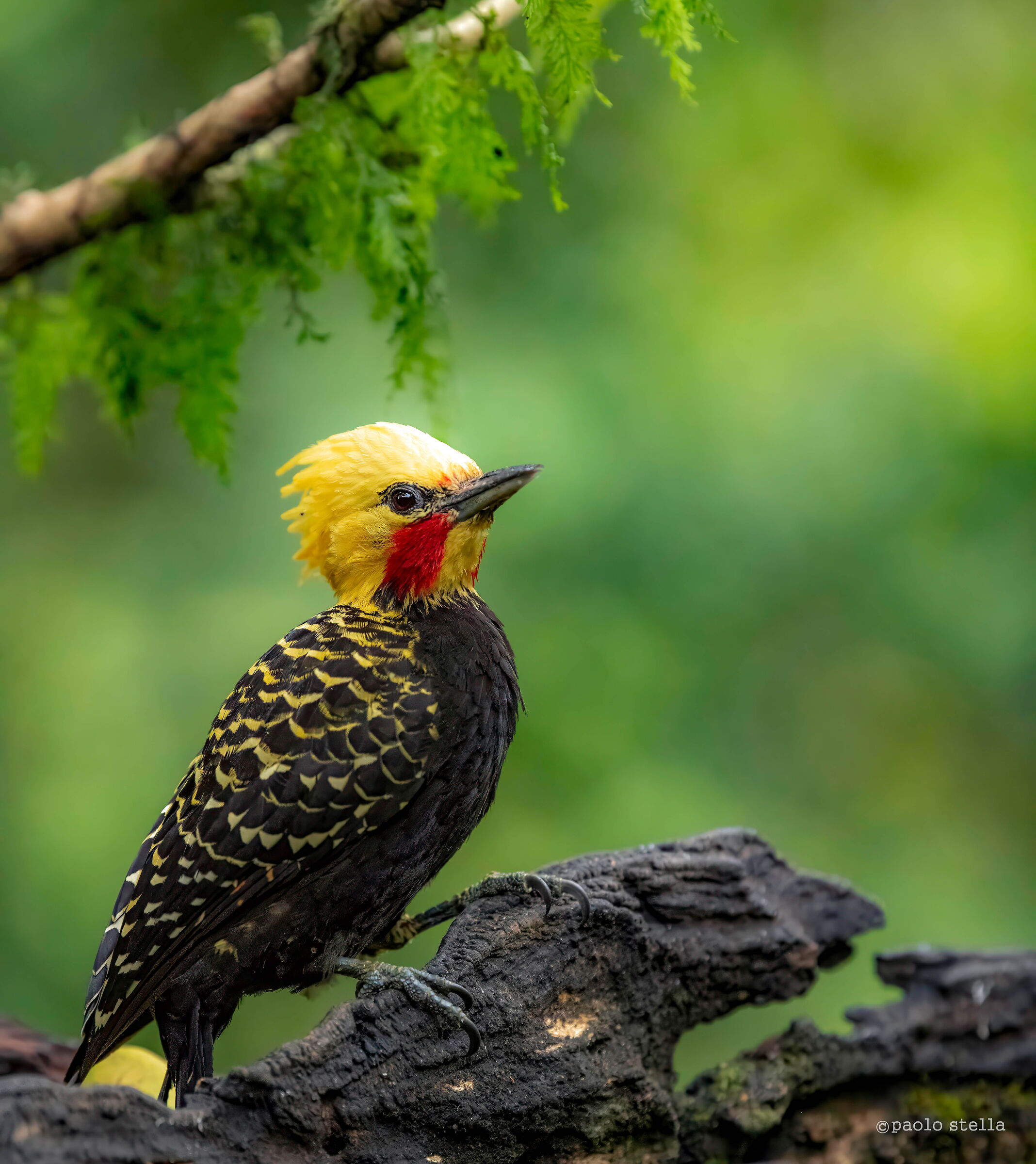 Yellow Headed Woodpecker