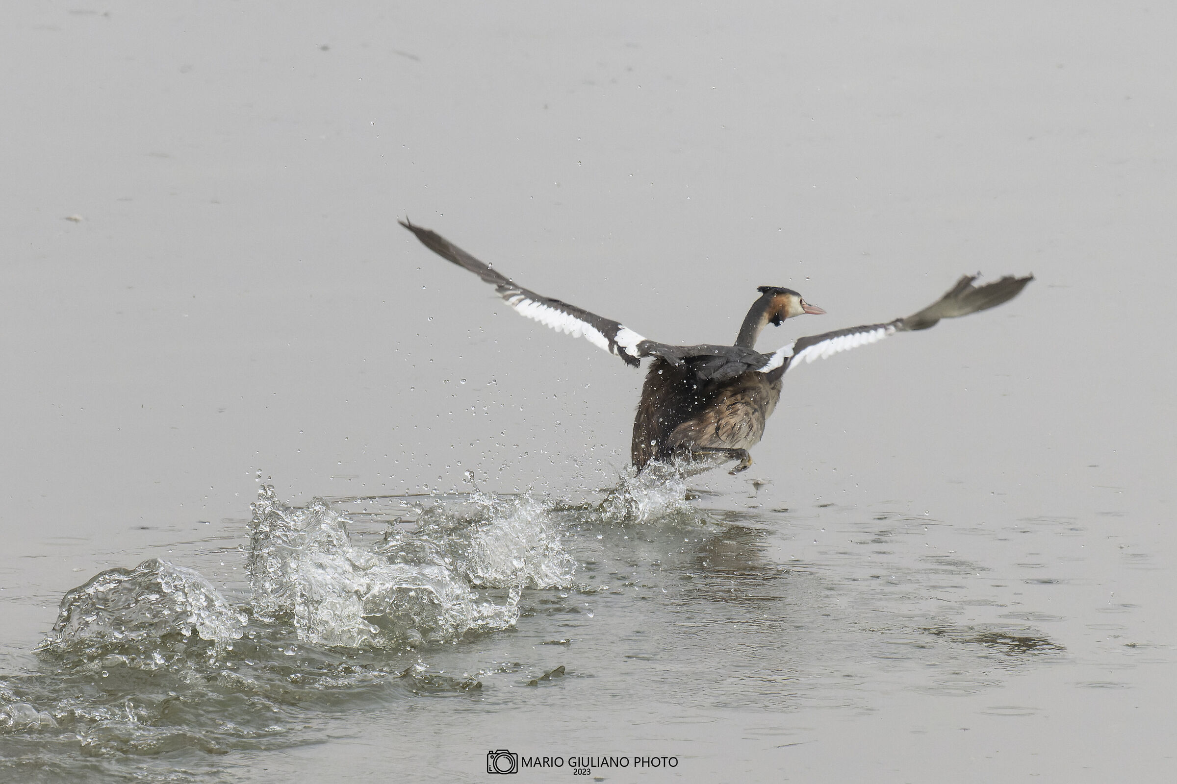 The Escape of the Grebe