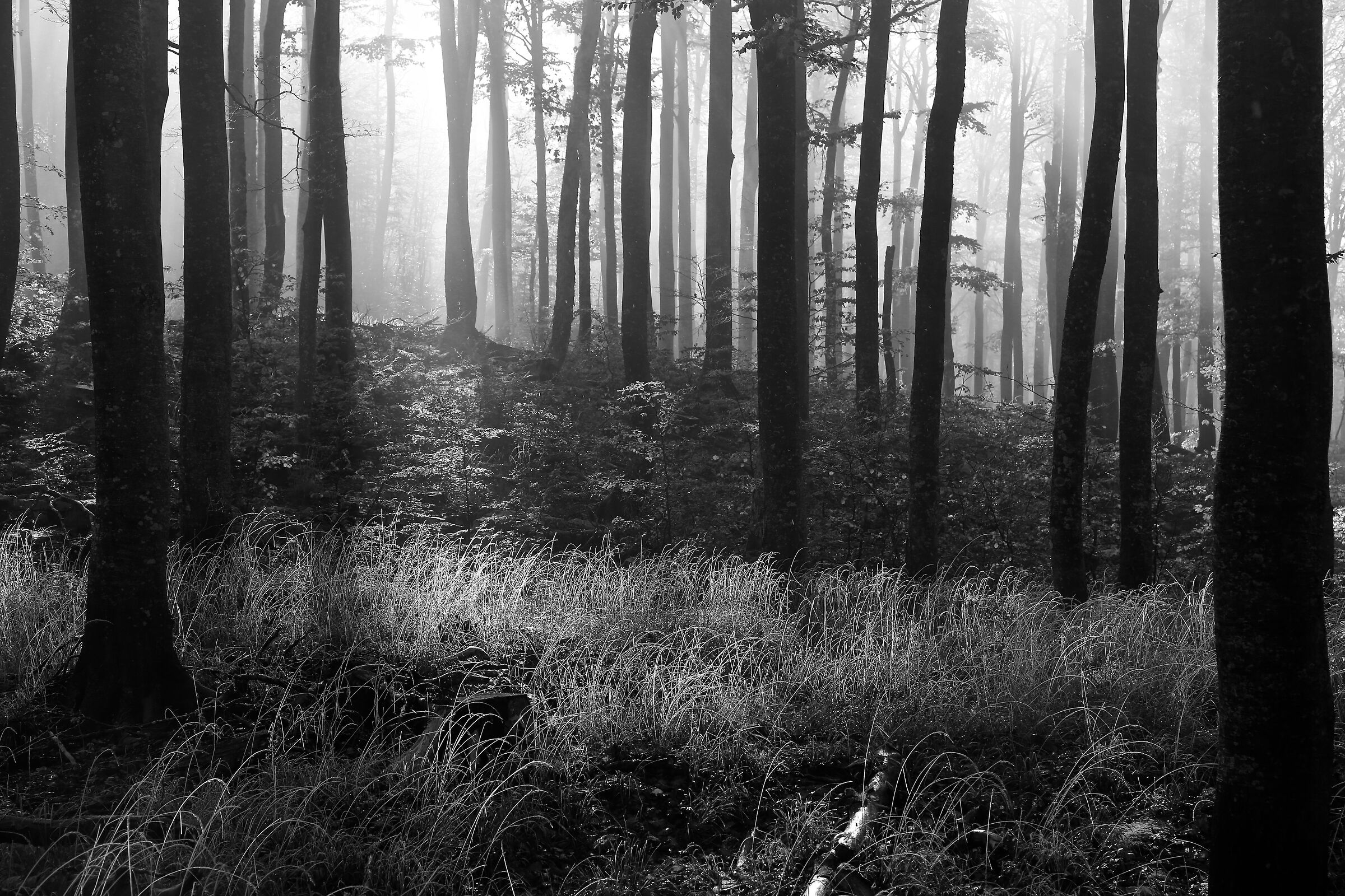 Alla mattina nel bosco...