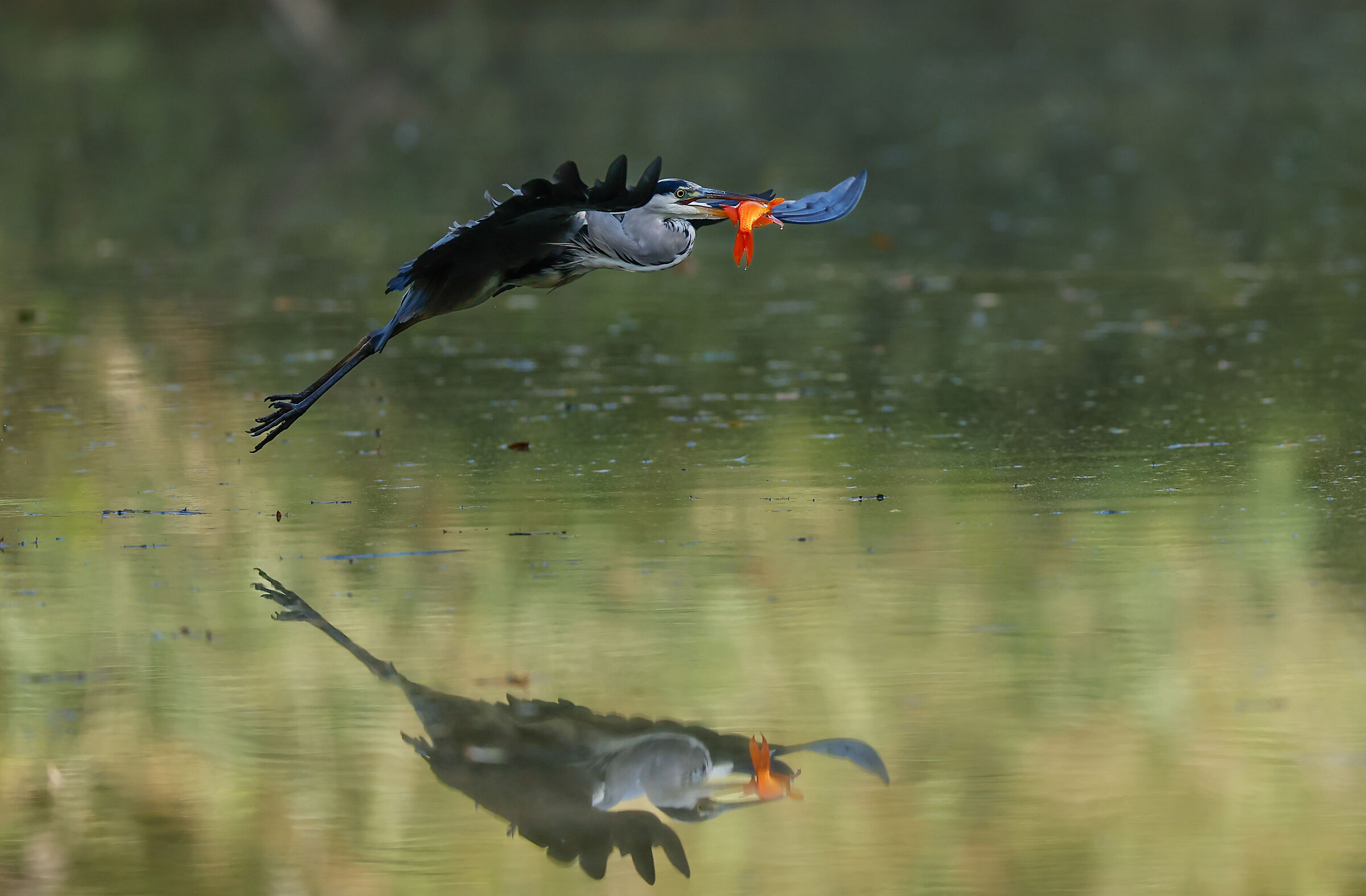 Grey heron with prey