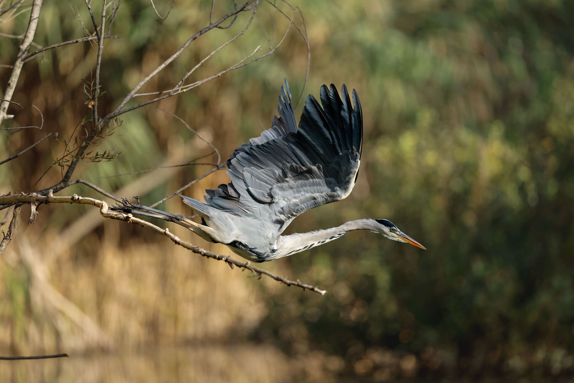 Grey heron on the way