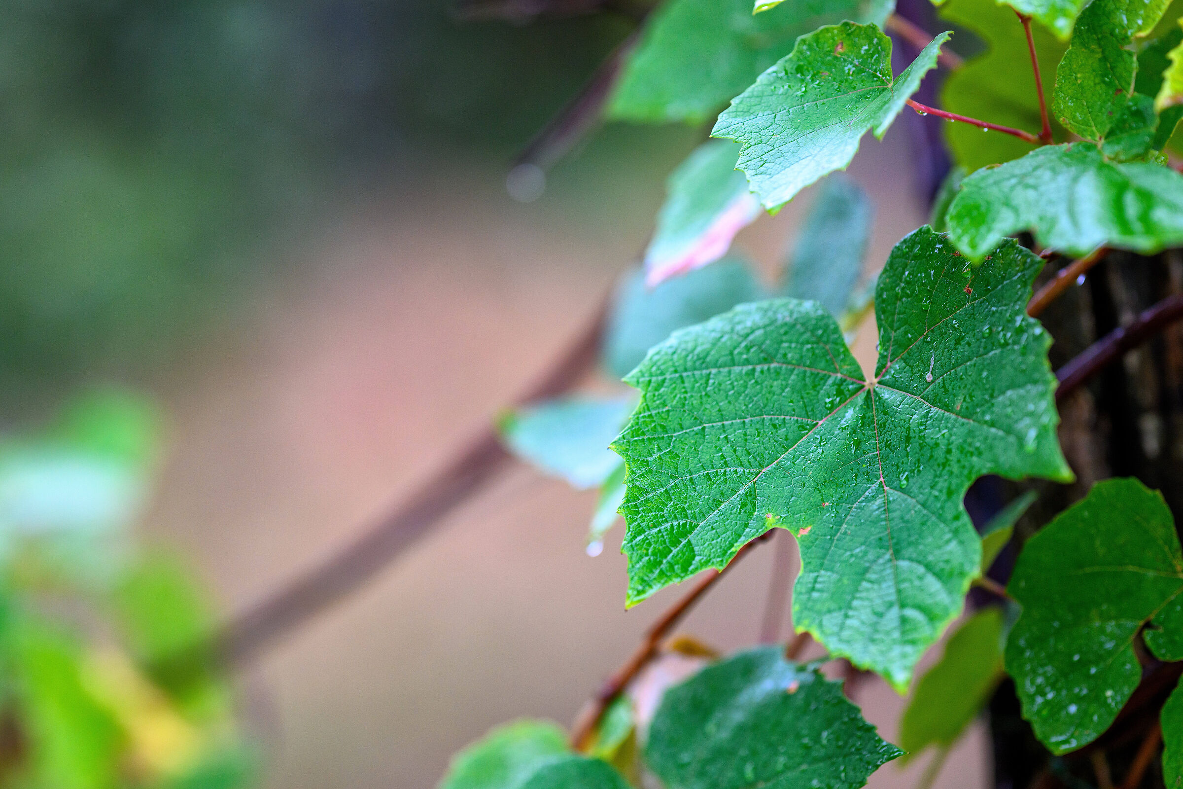 Nikon Z9 | Z135 1.8 Plena