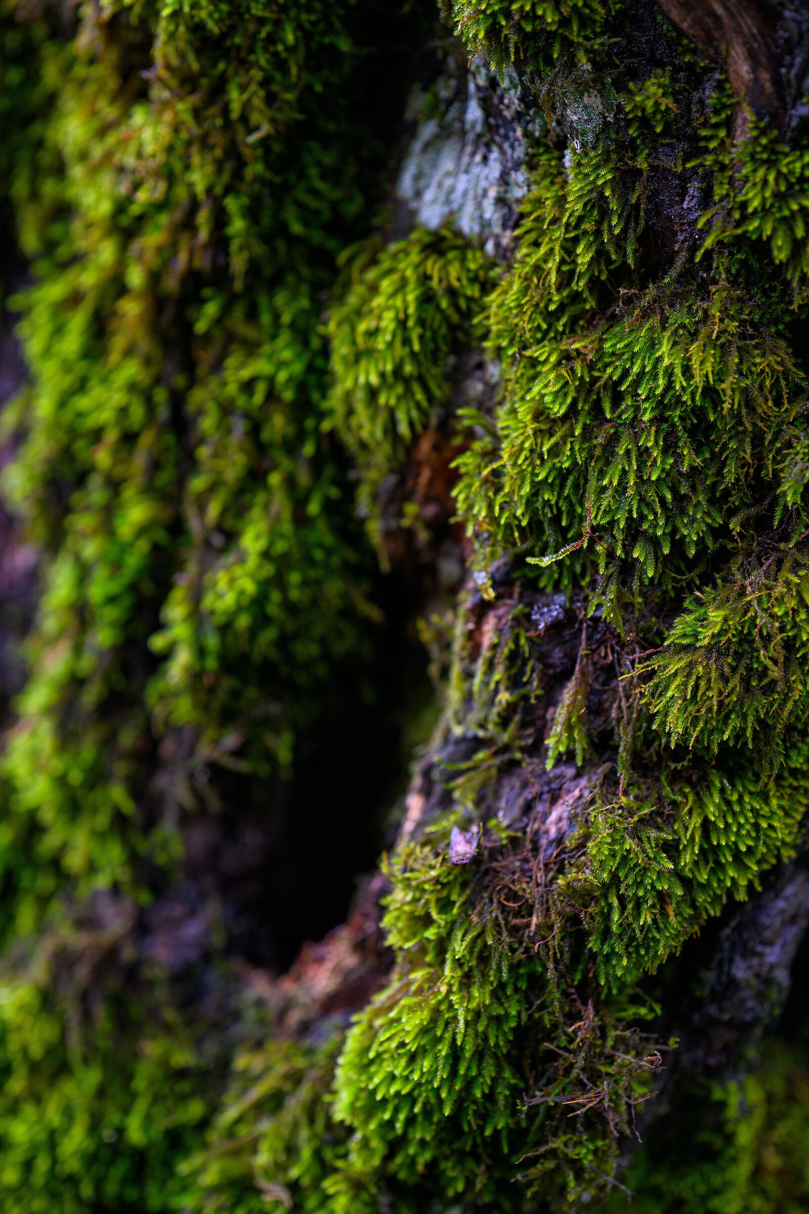 Nikon Z9 | z135 1.8 Plena