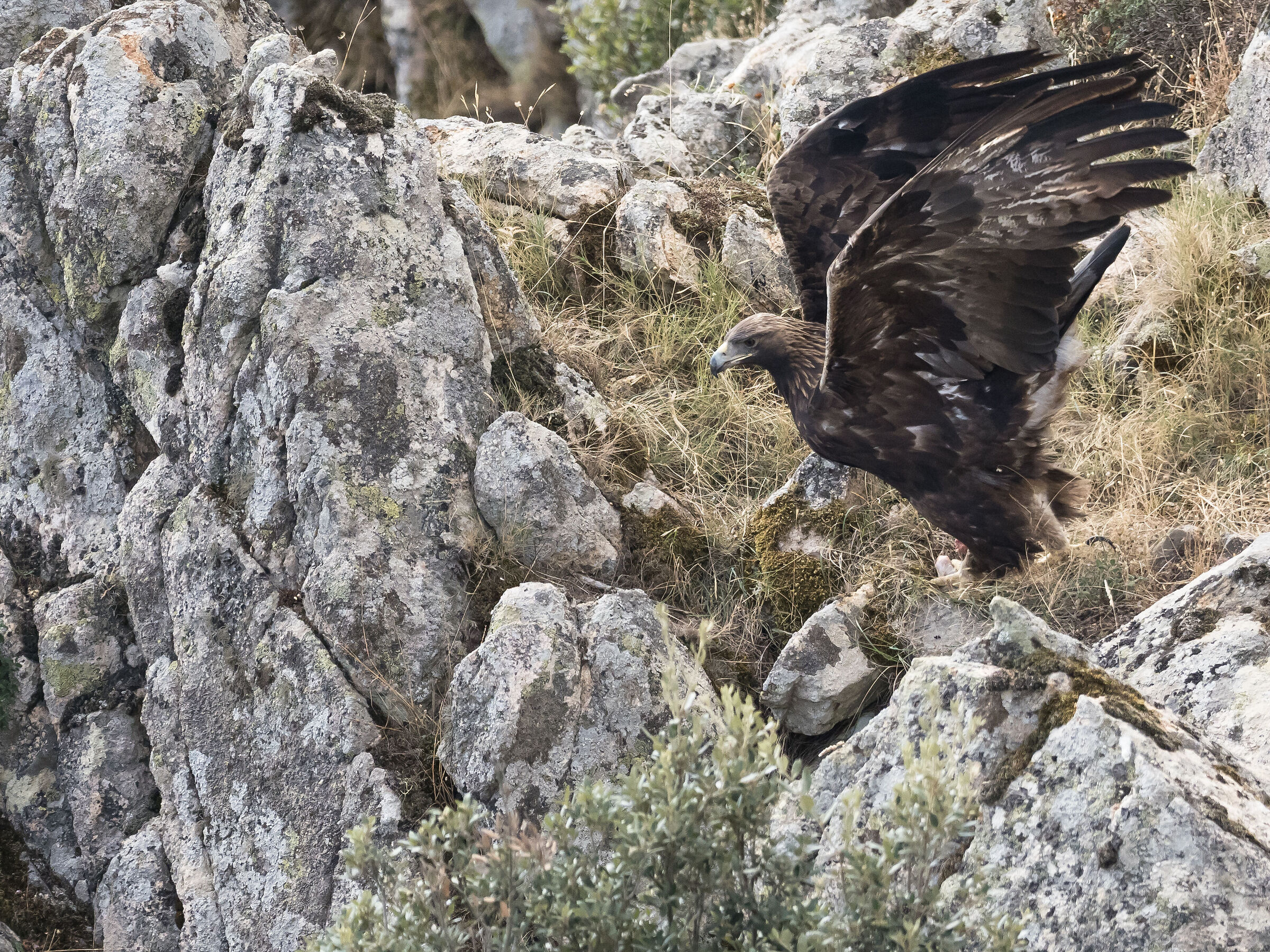 Sardinian Golden Eagle