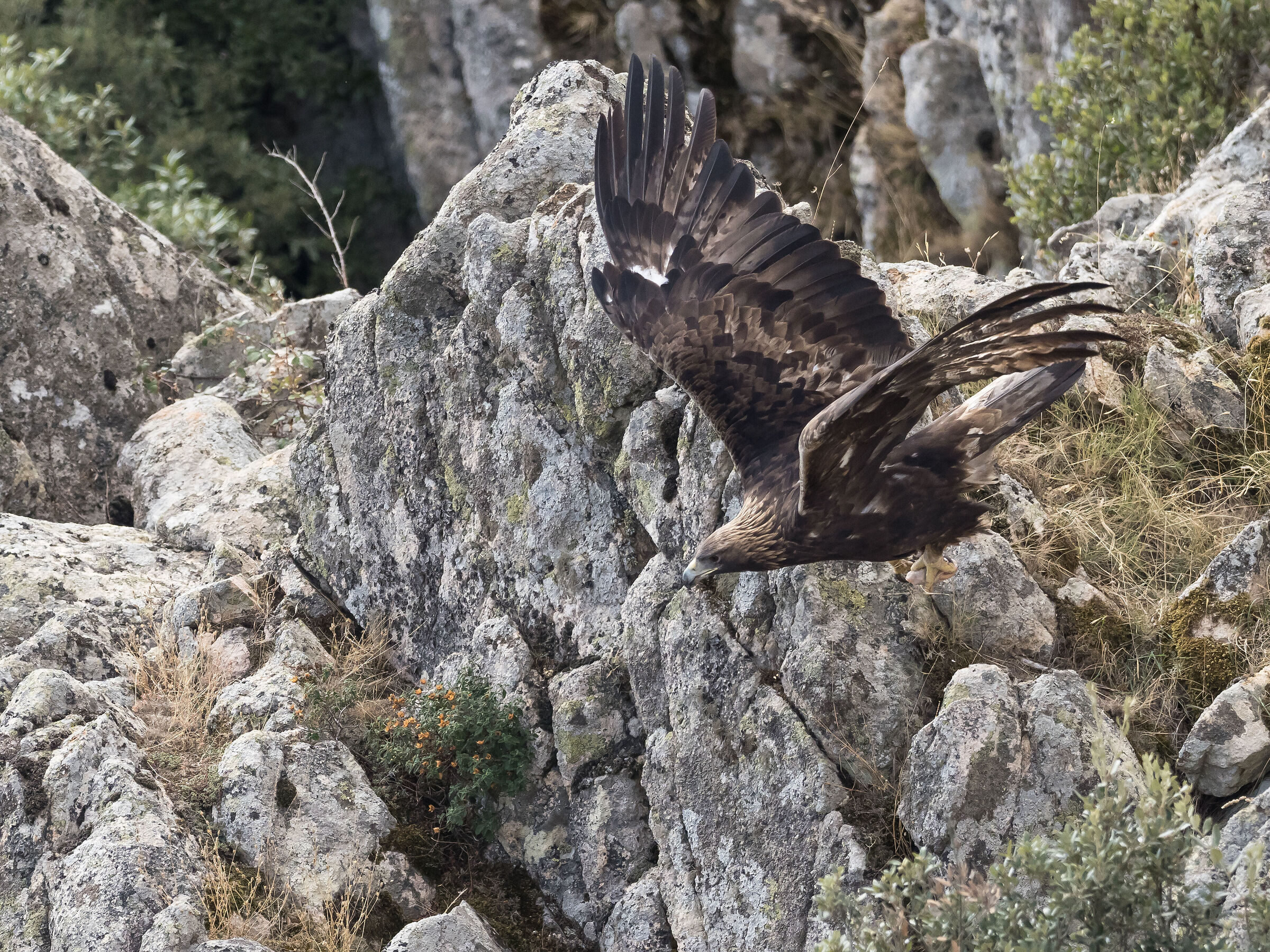 Sardinian Golden Eagle