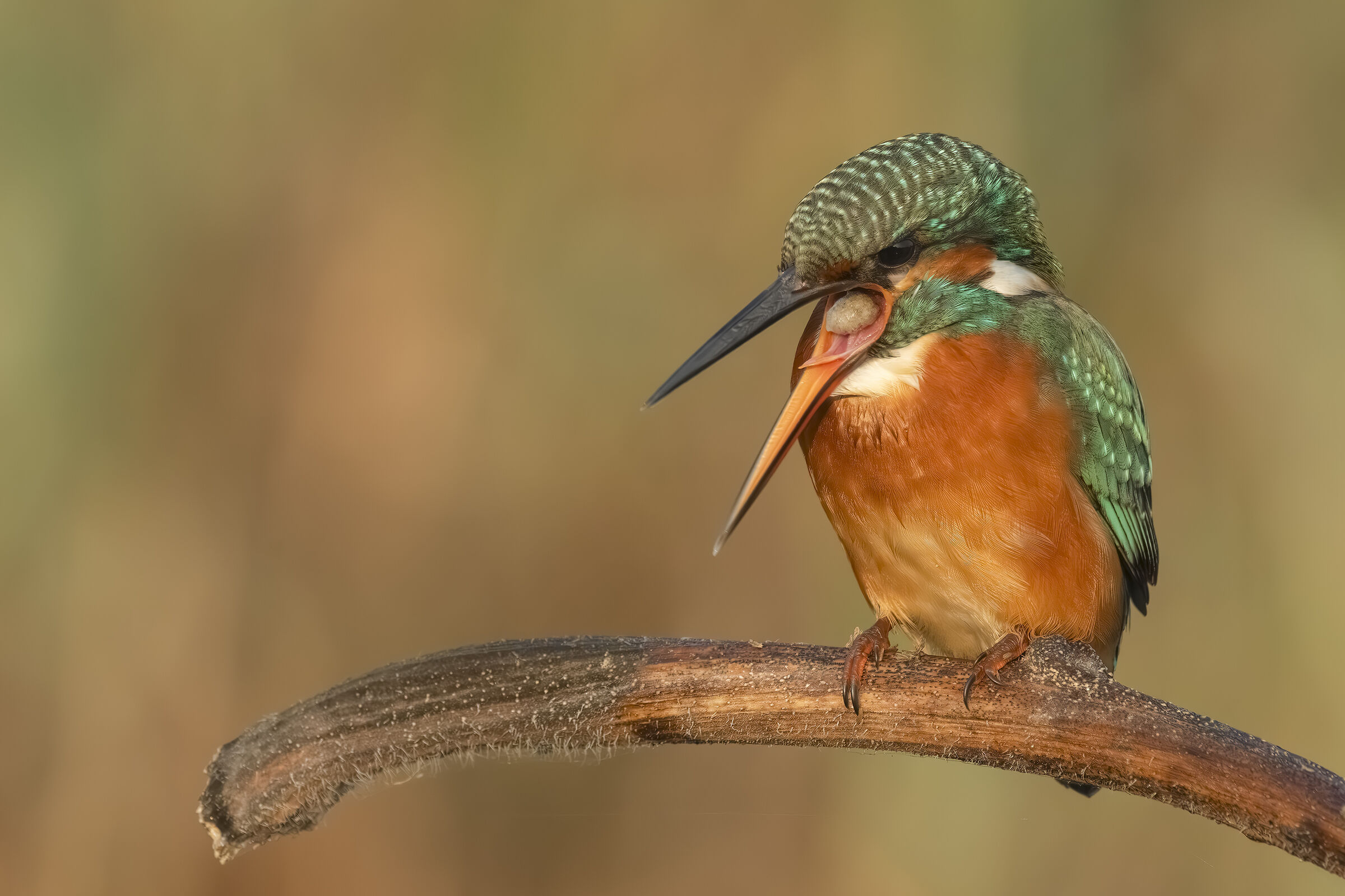 Kingfisher