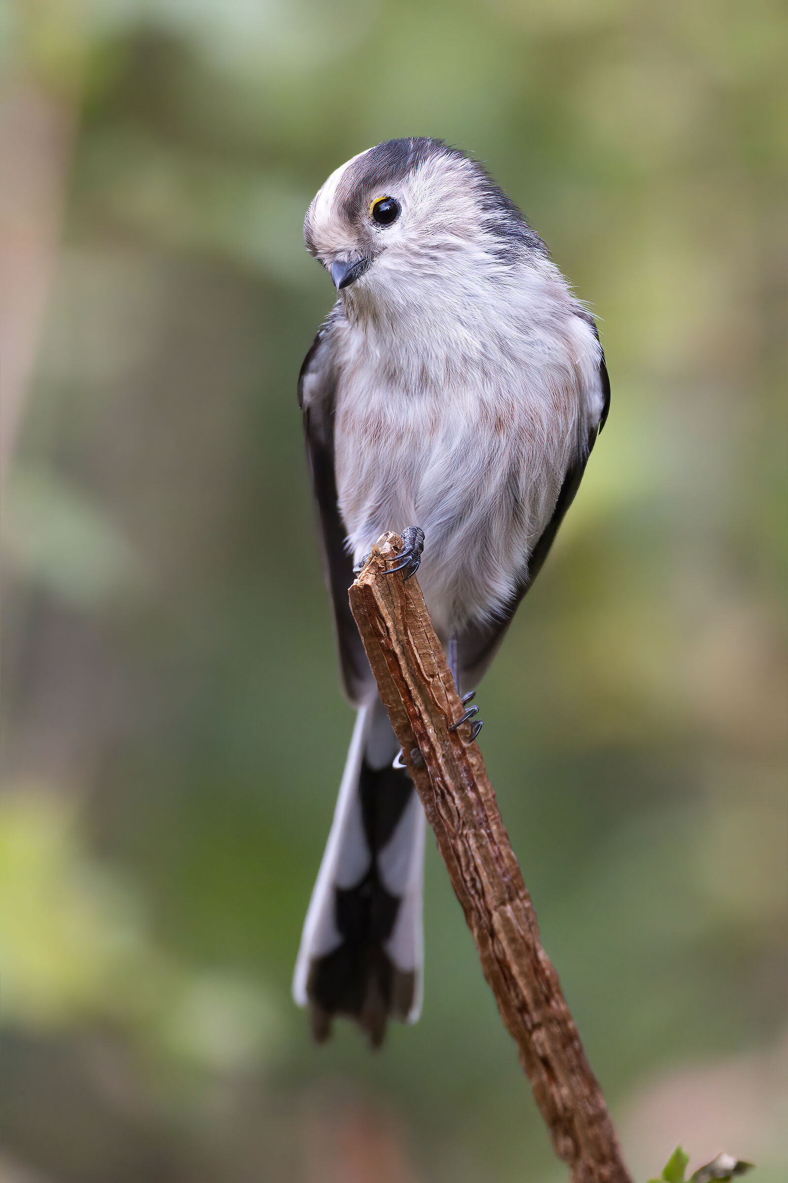 Long-tailed