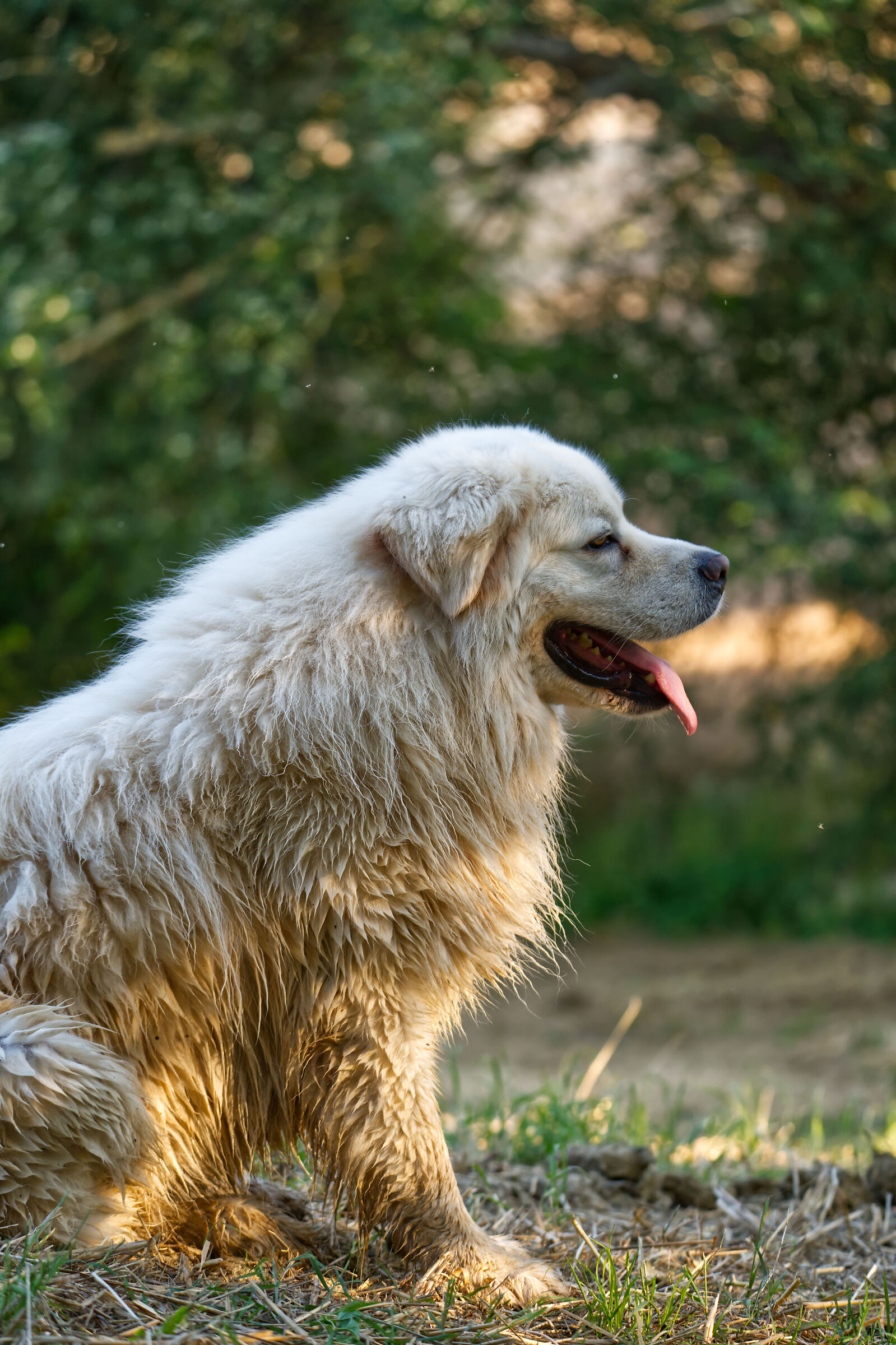 Shepherd Profile