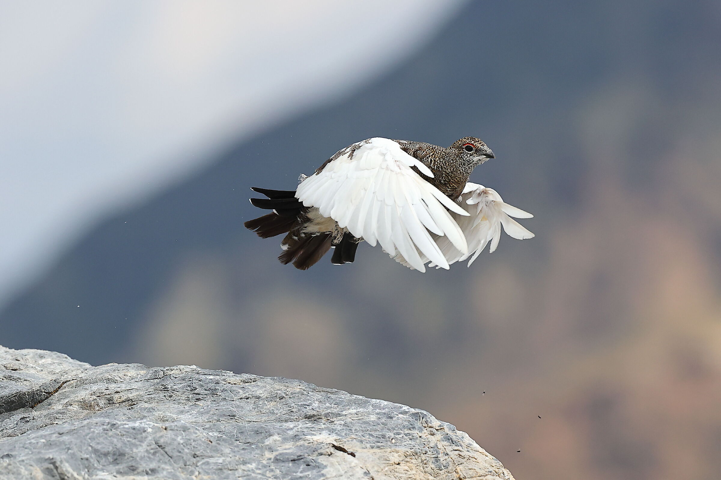 Pernice bianca in volo