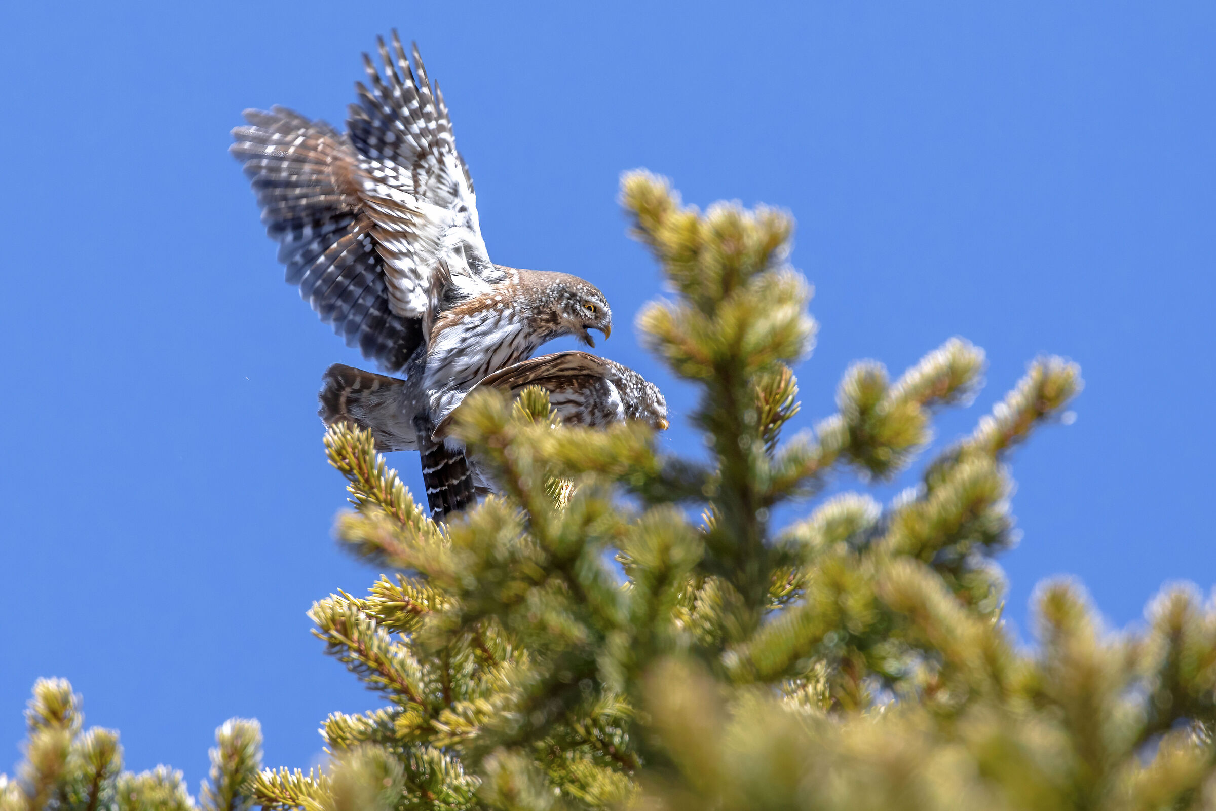 accoppiamento civetta nana