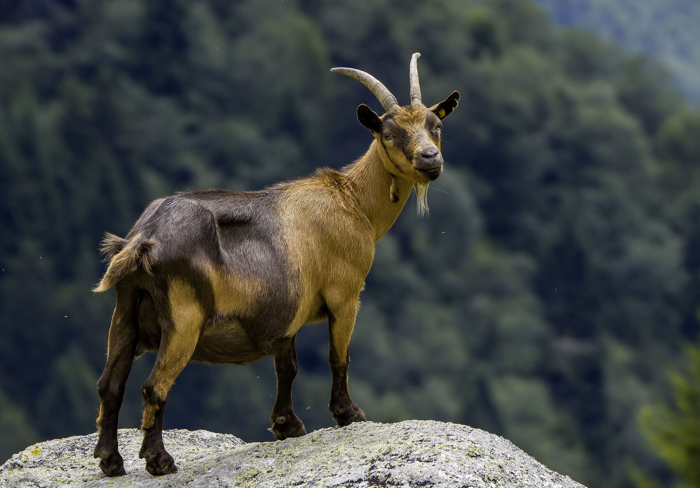 Camosciata delle Alpi