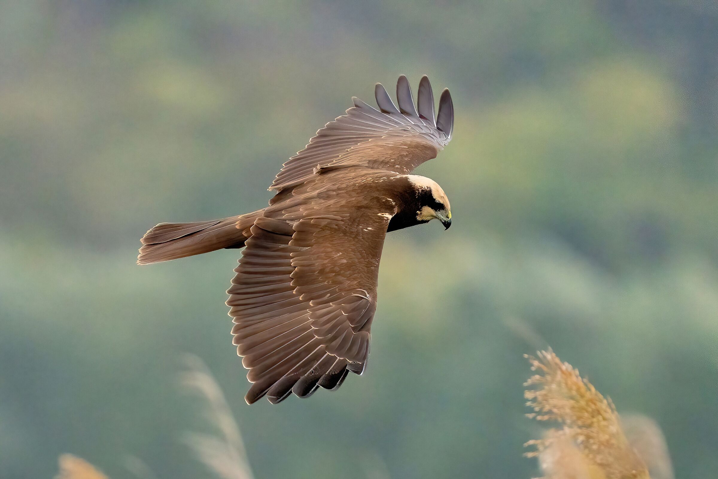 Falco di palude (Circus aeruginosus)