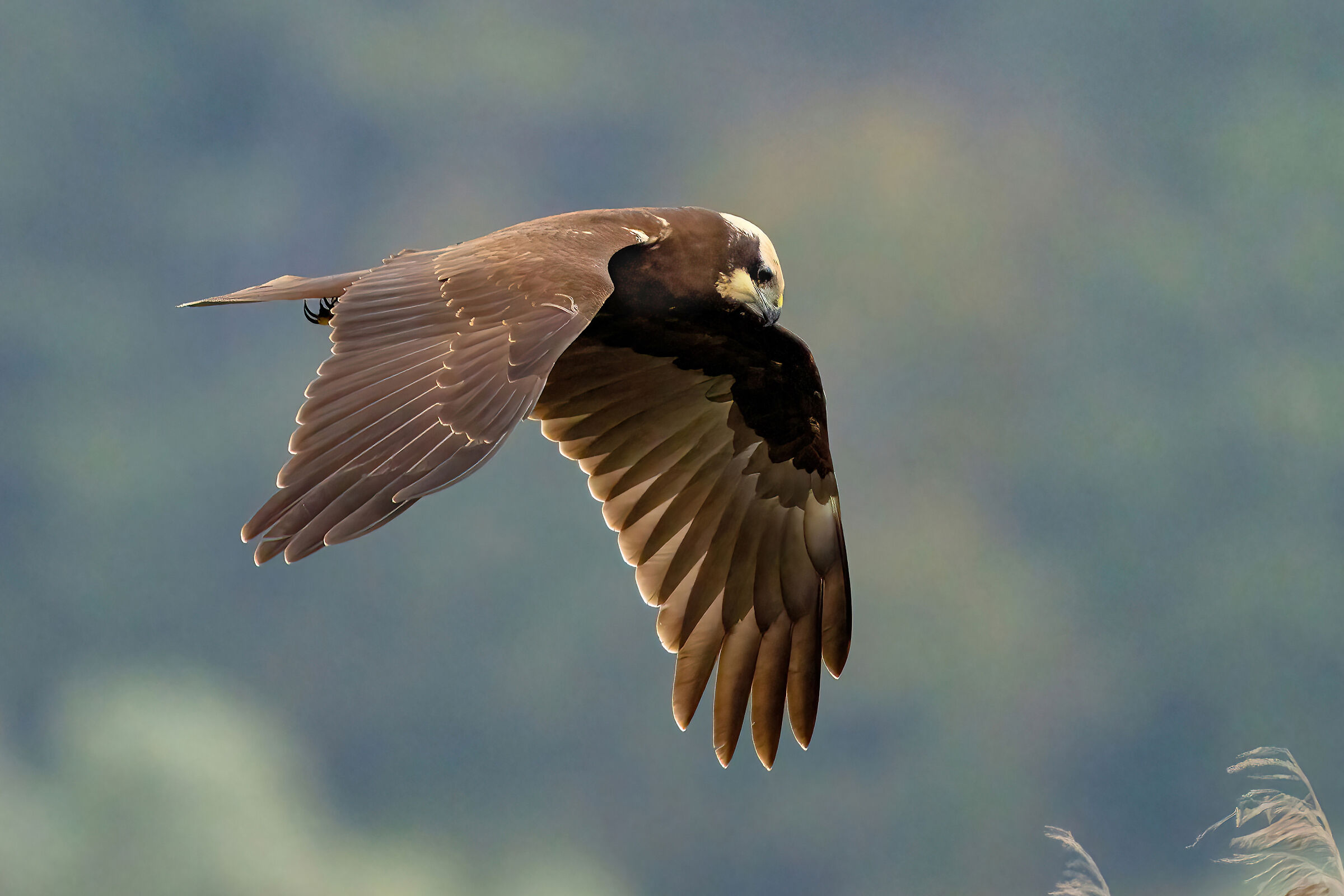 Falco di palude (Circus aeruginosus)