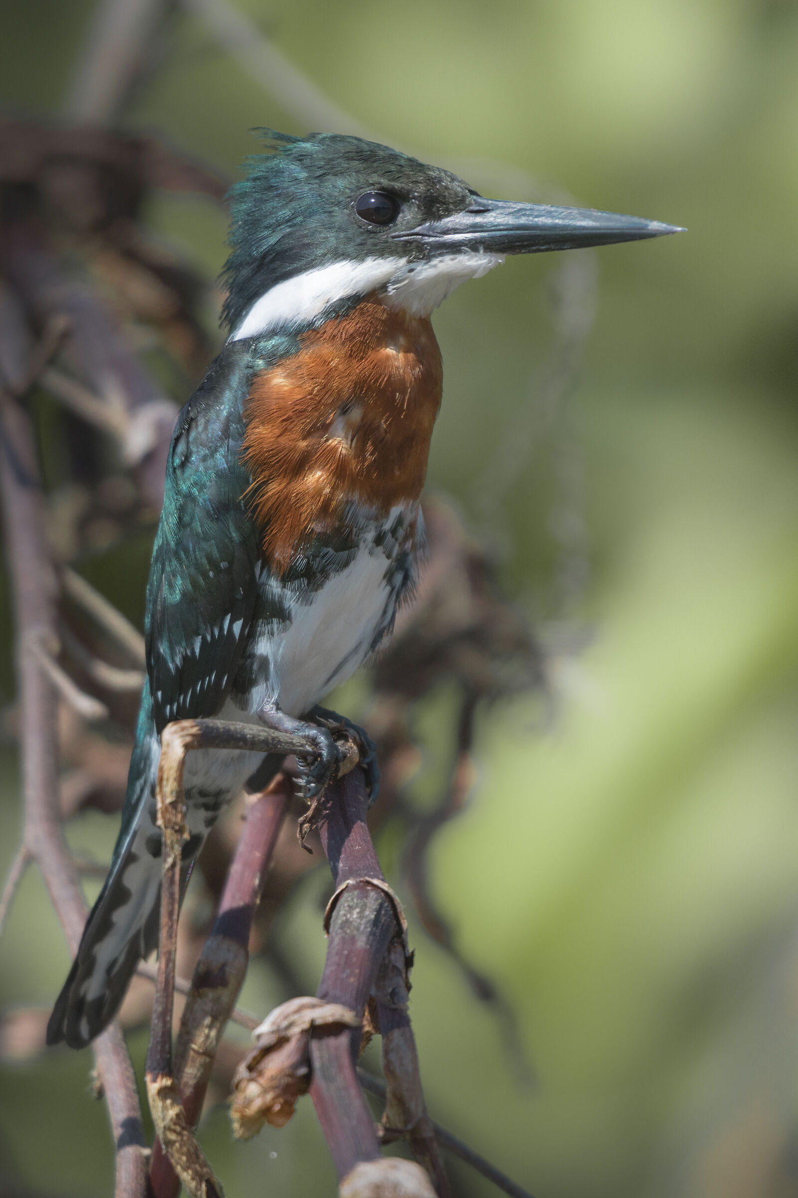 Amazon Kingfisher