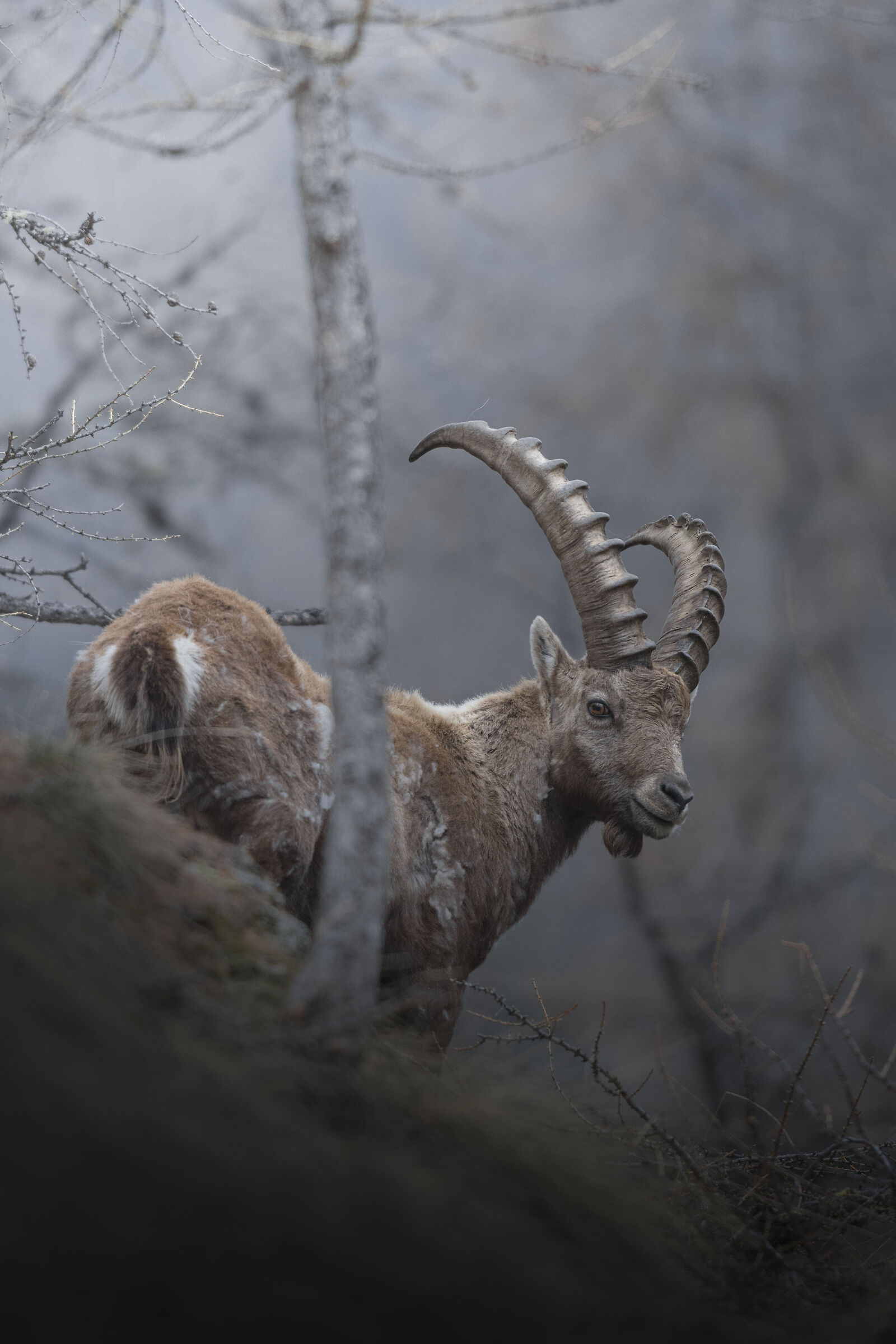 ibex