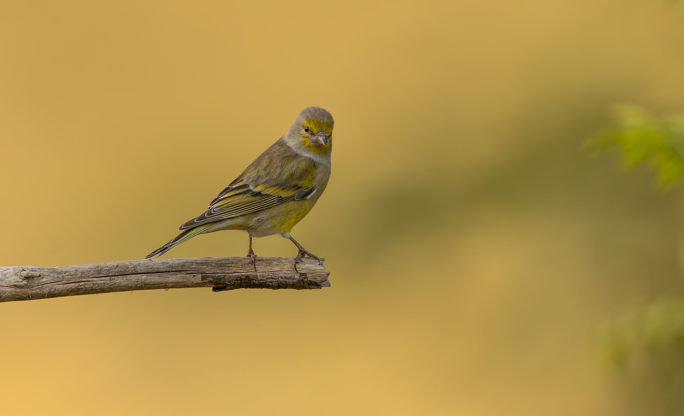 Venturone alpino