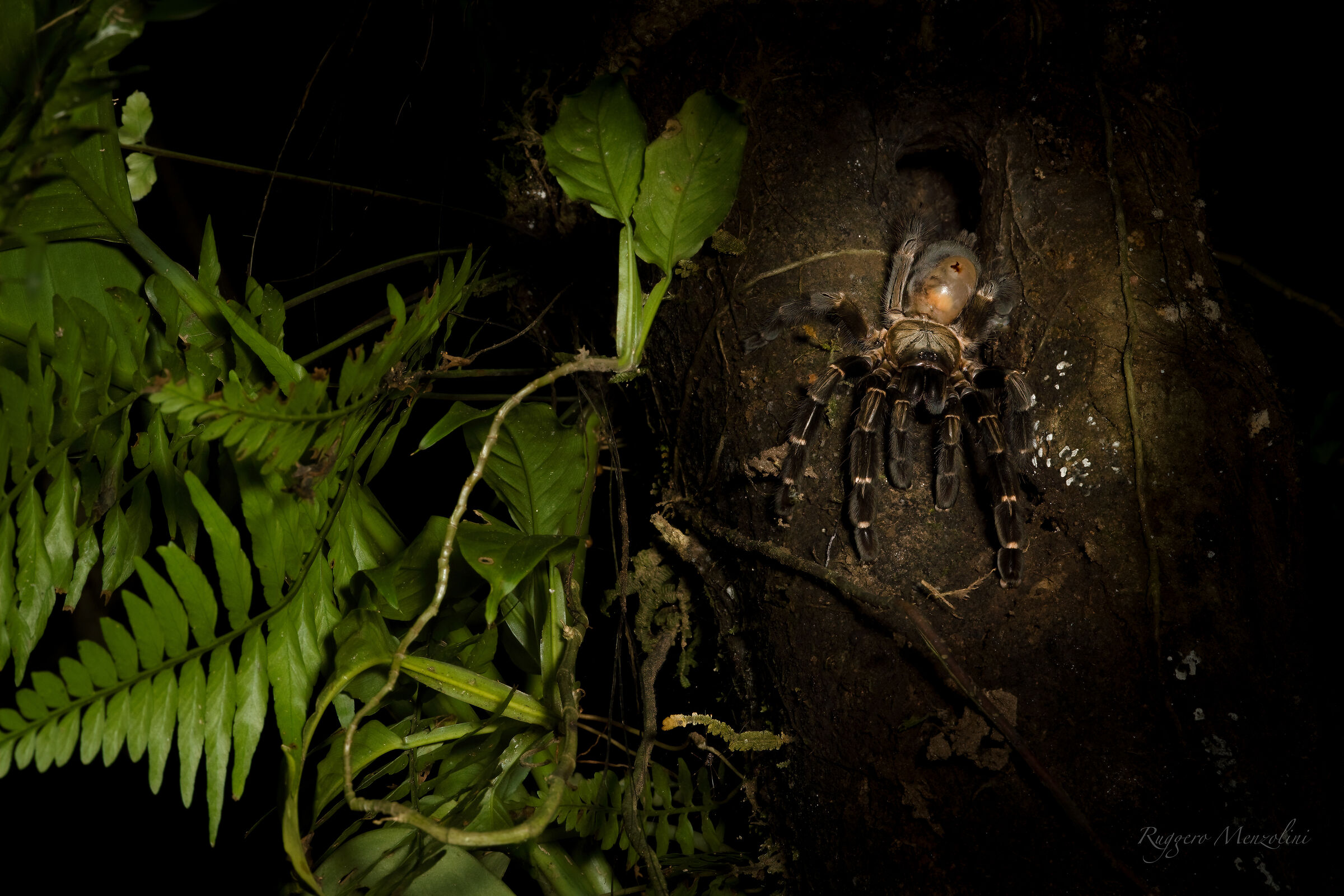 Tarantula