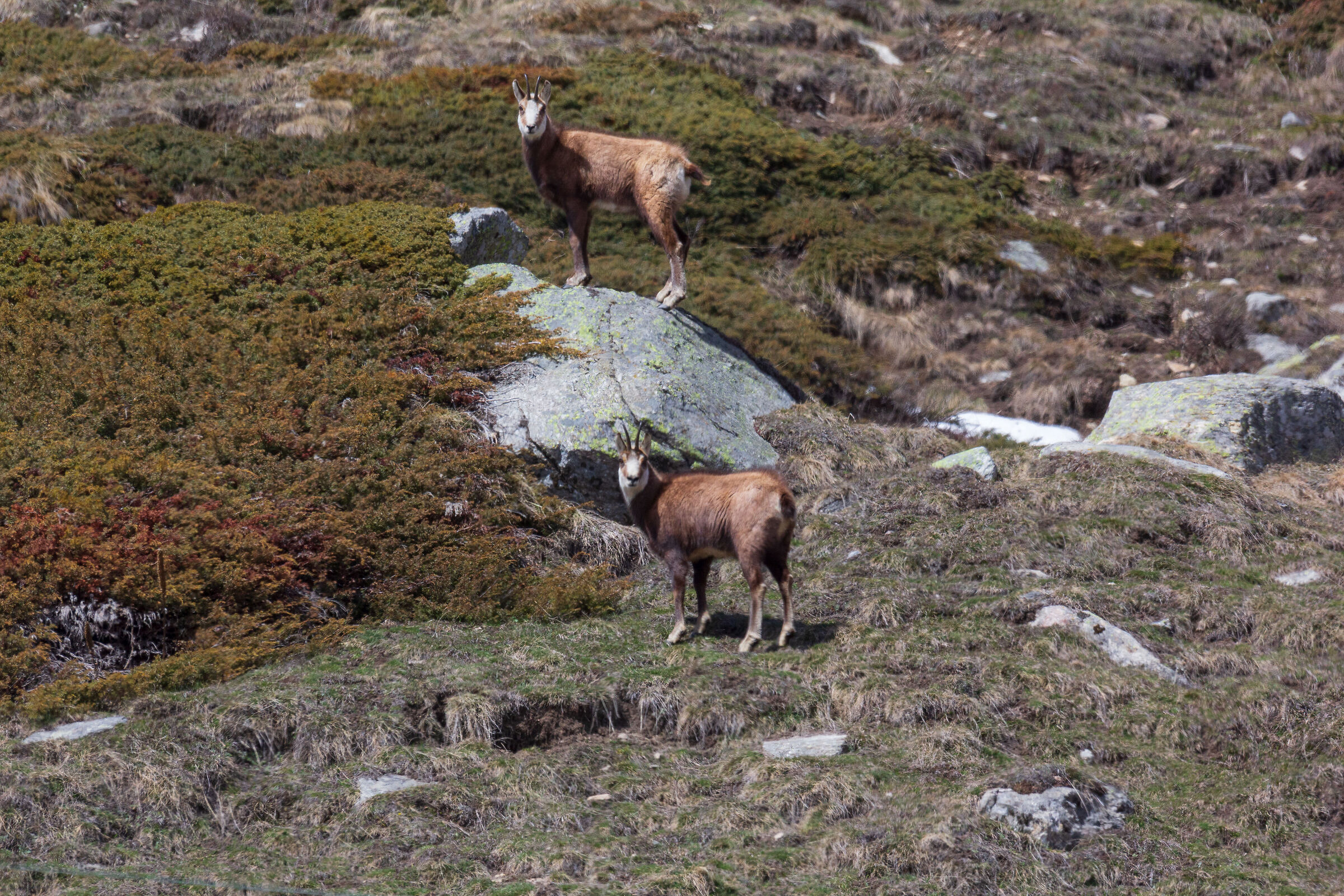 che avete da guardare?