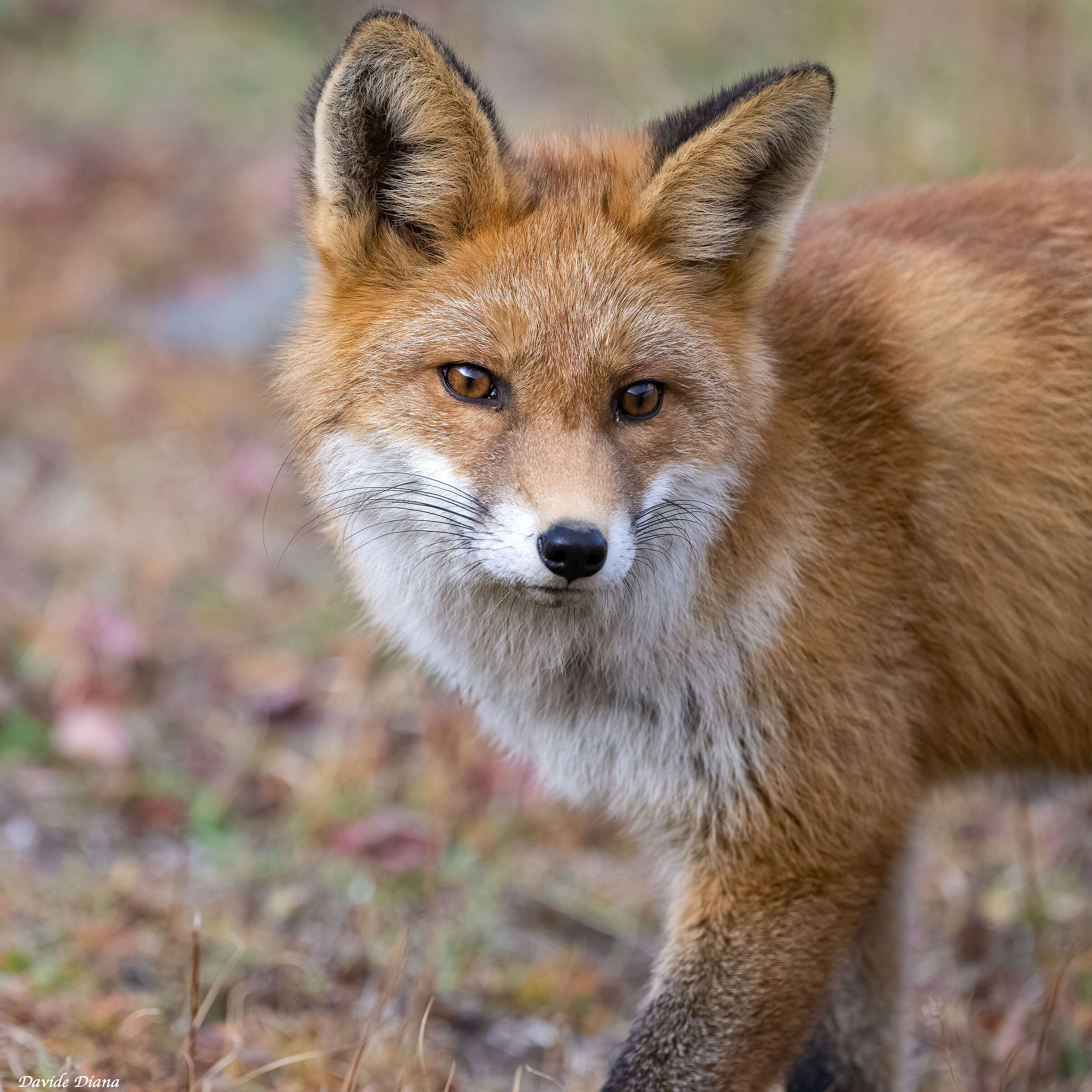 Red Fox