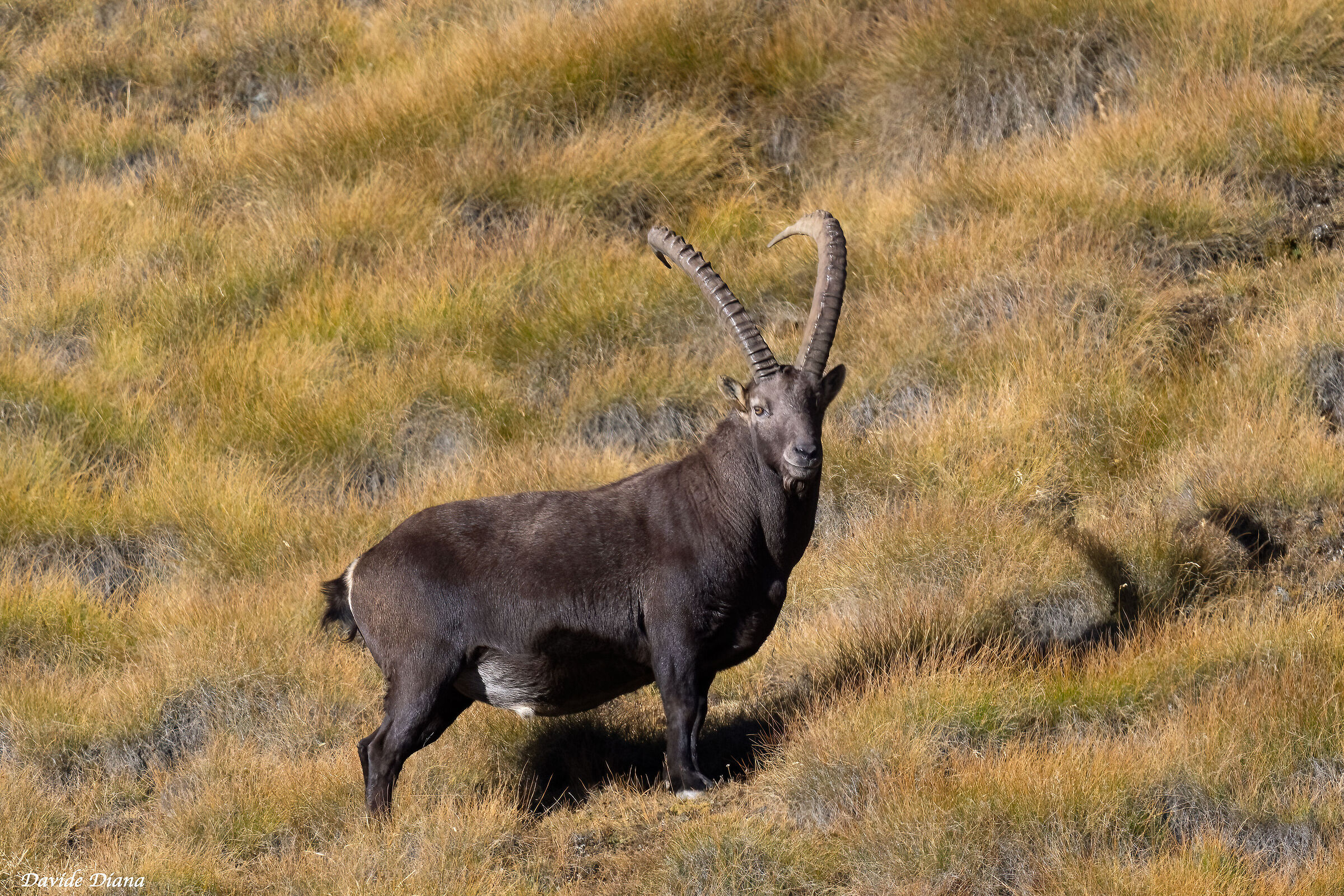 Ibex